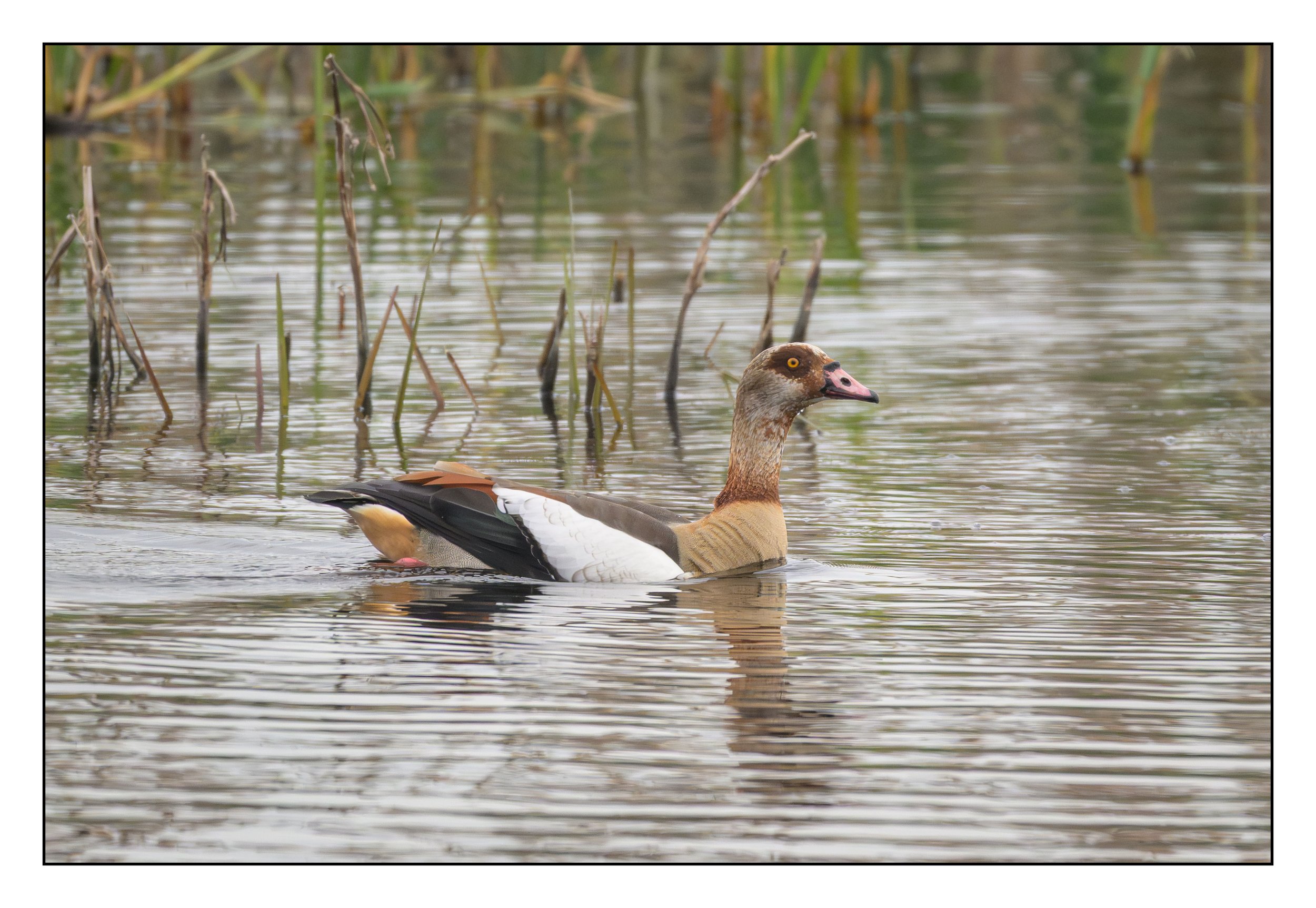 Egyptian Geese