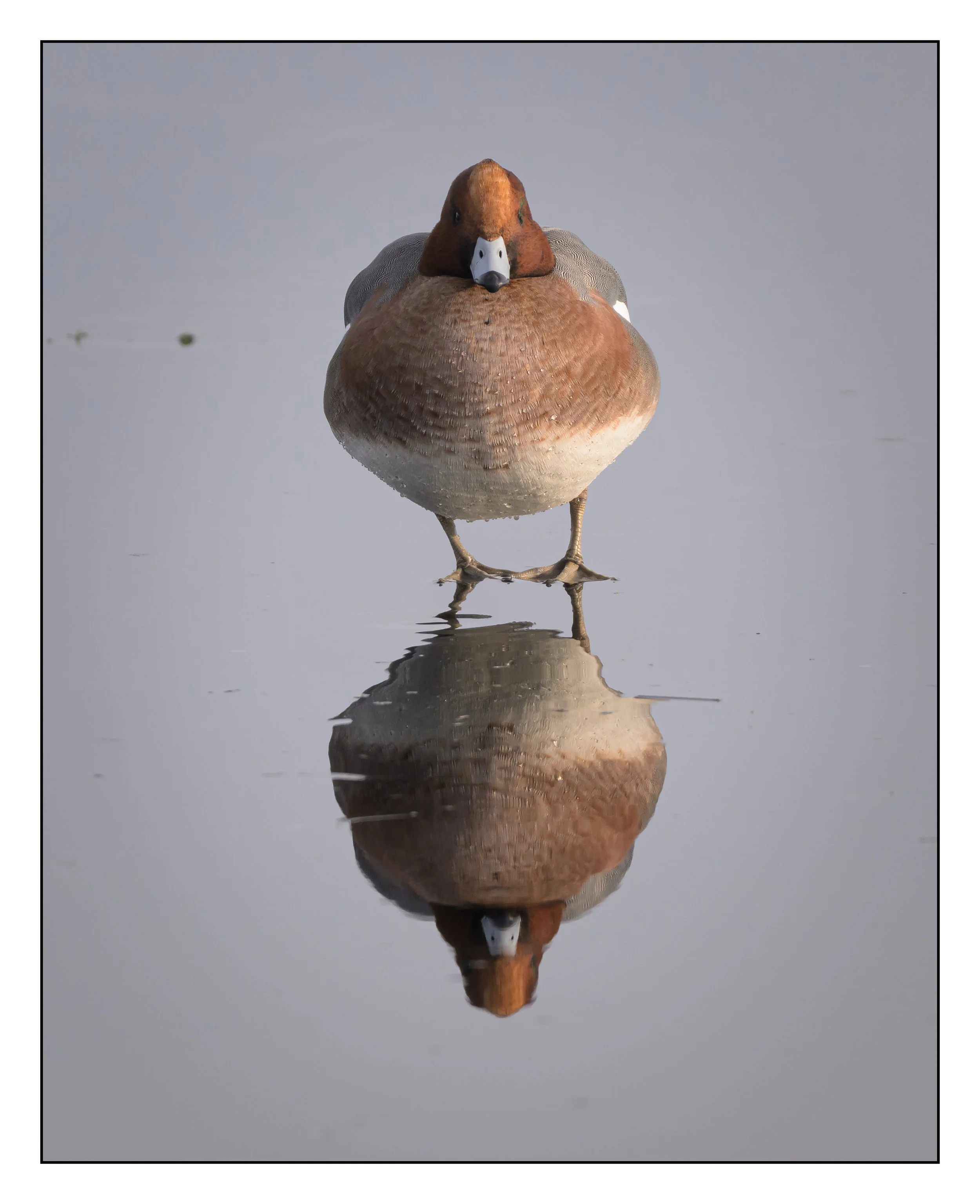 Wigeon