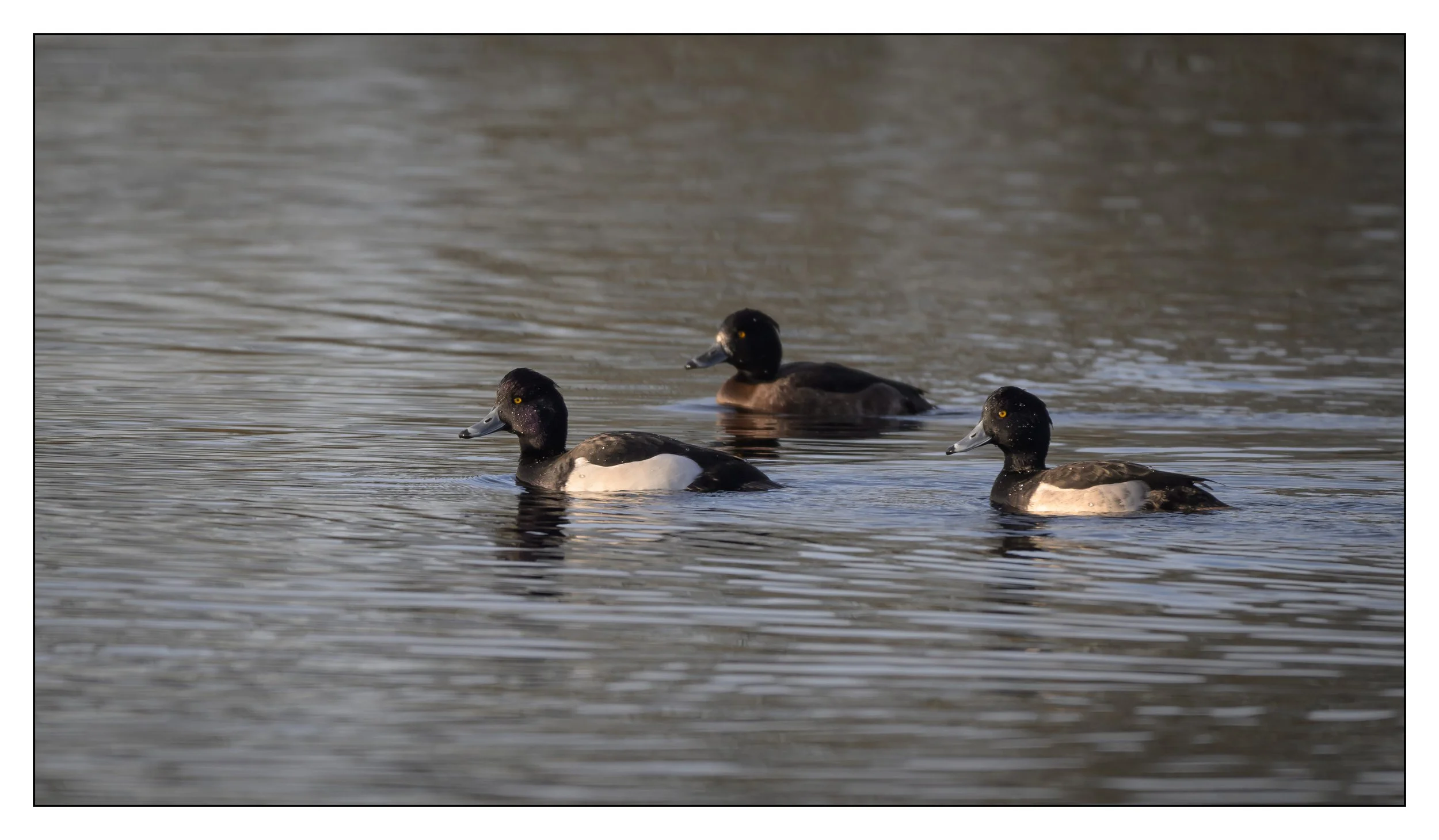 Tufted Duck