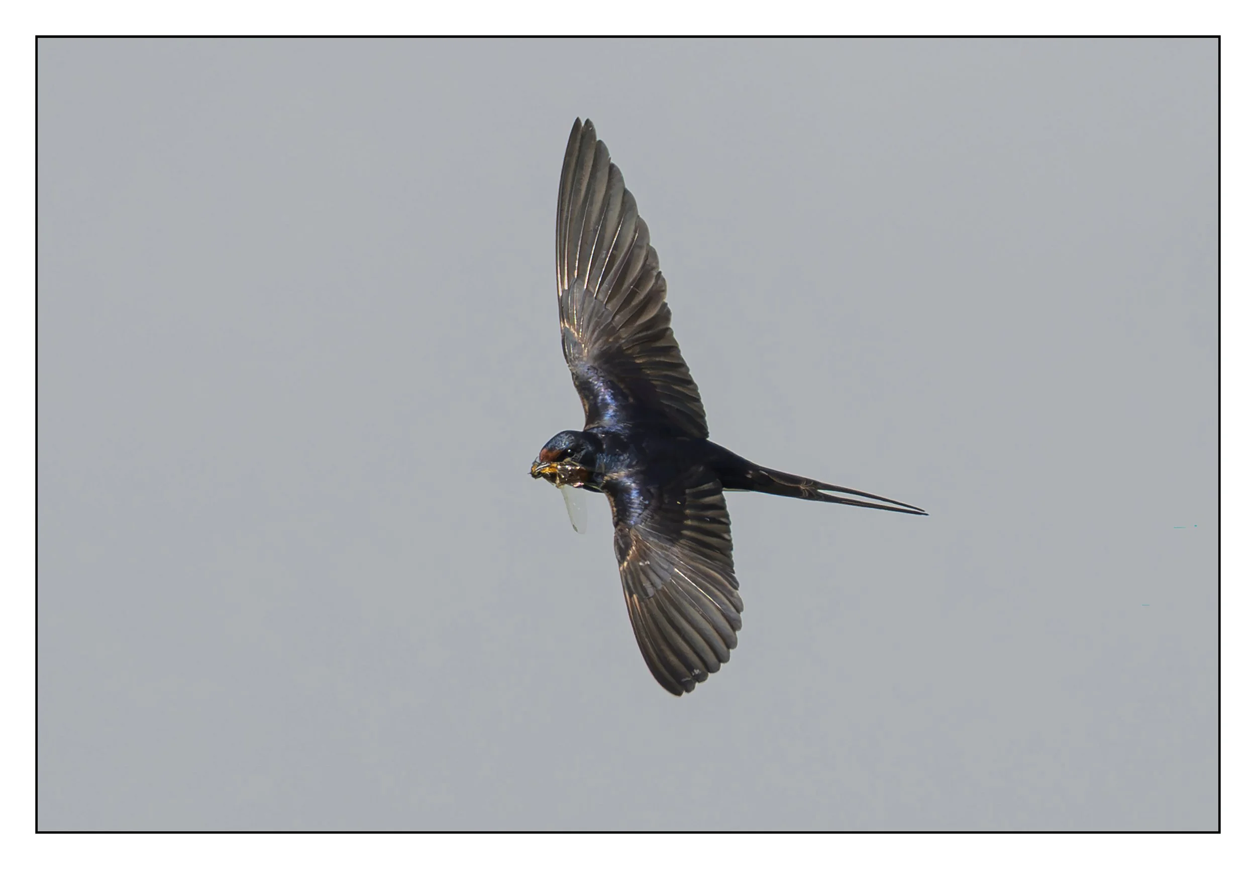 Song Birds_0060.jpg