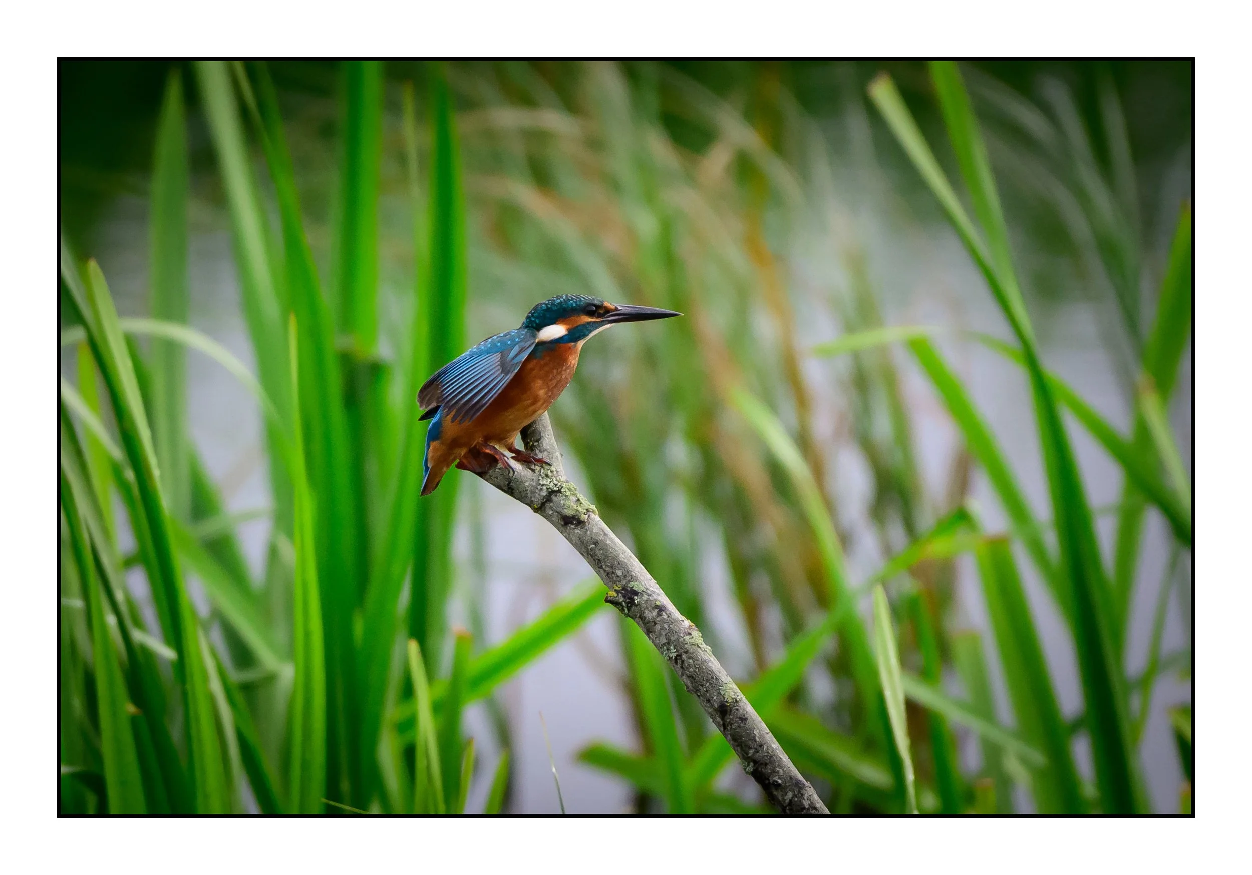 Kingfisher