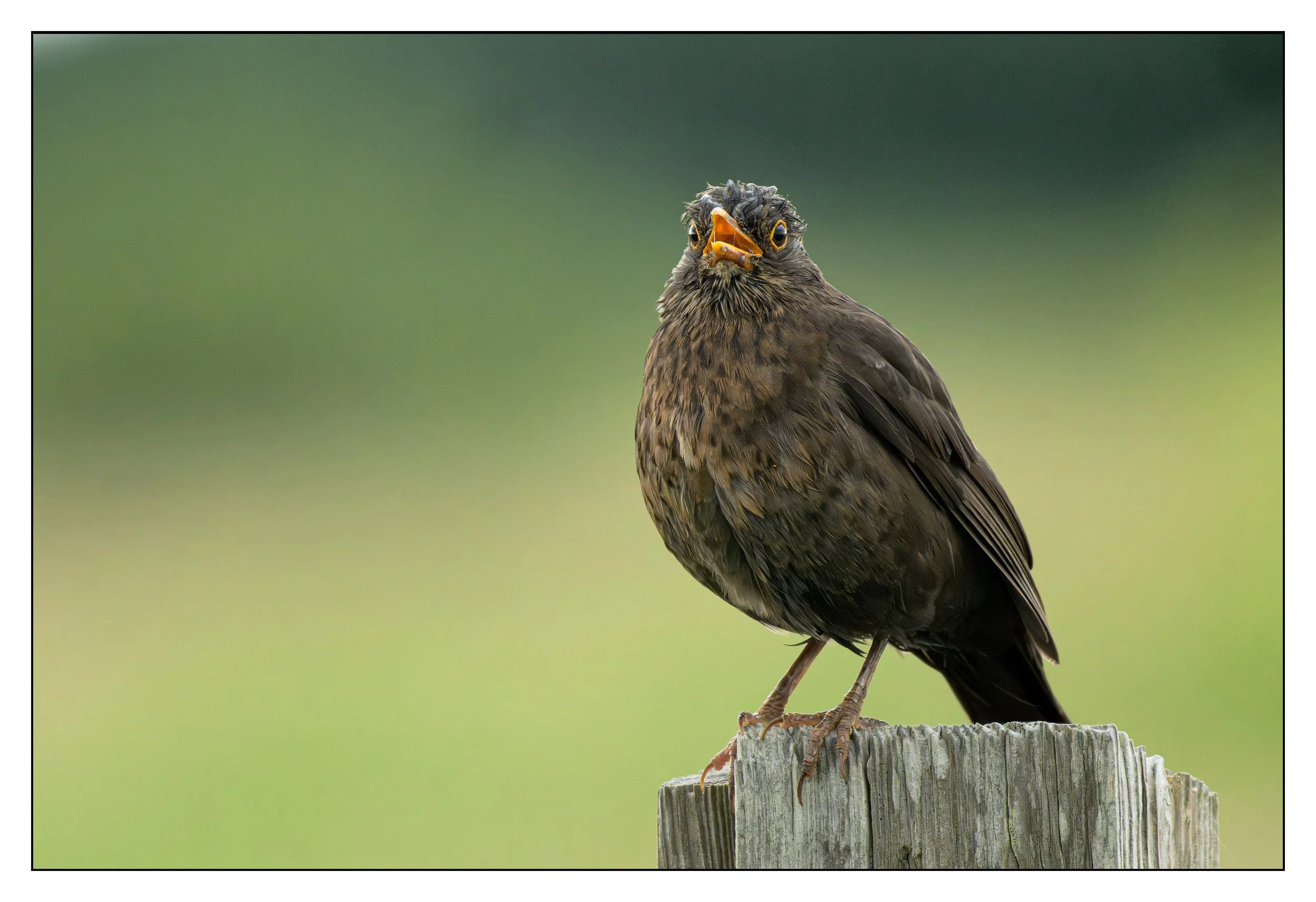 Song Birds_0043.jpg