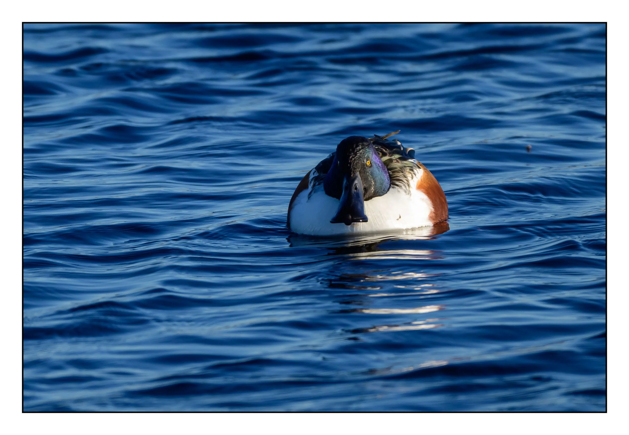Northern Shoveler