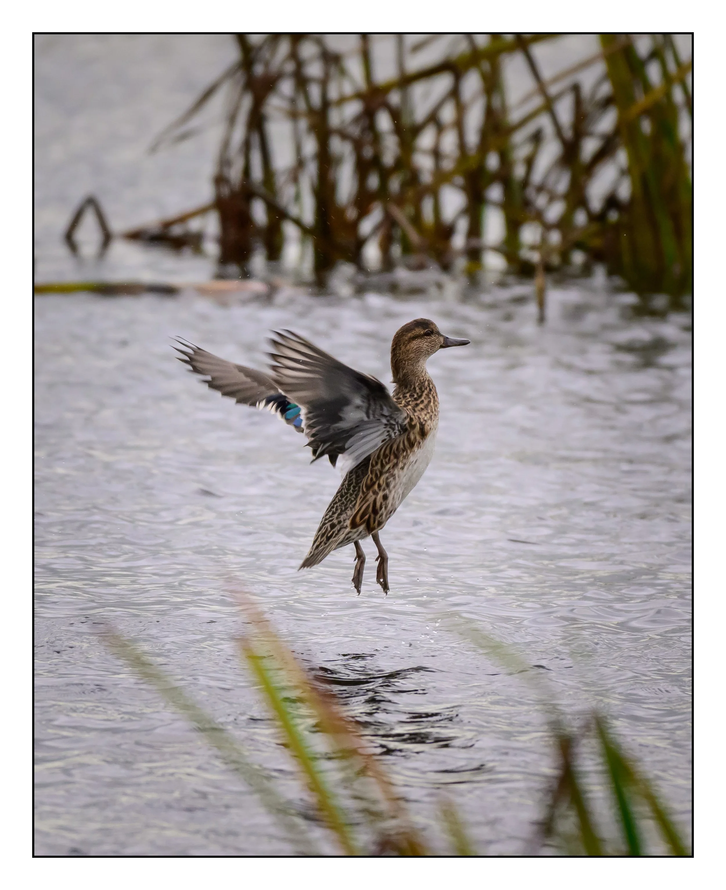 Teal