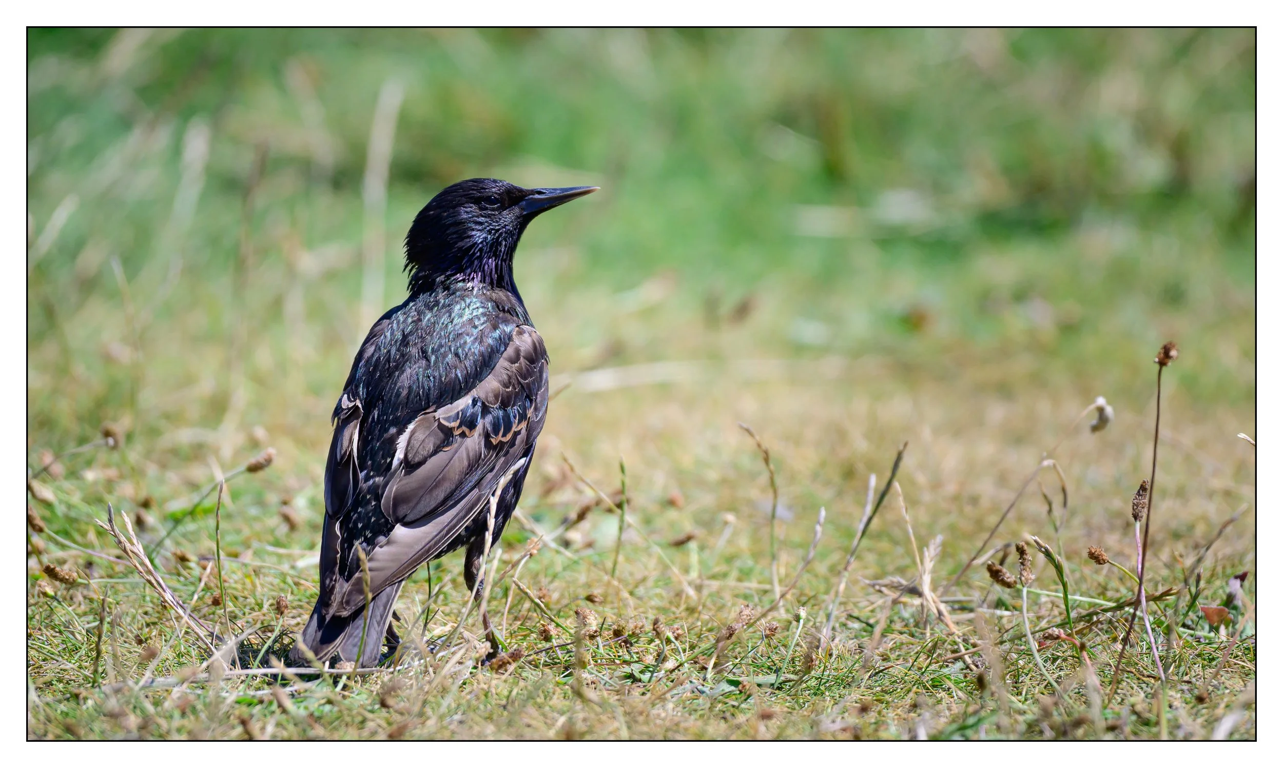 Song Birds_0002.jpg