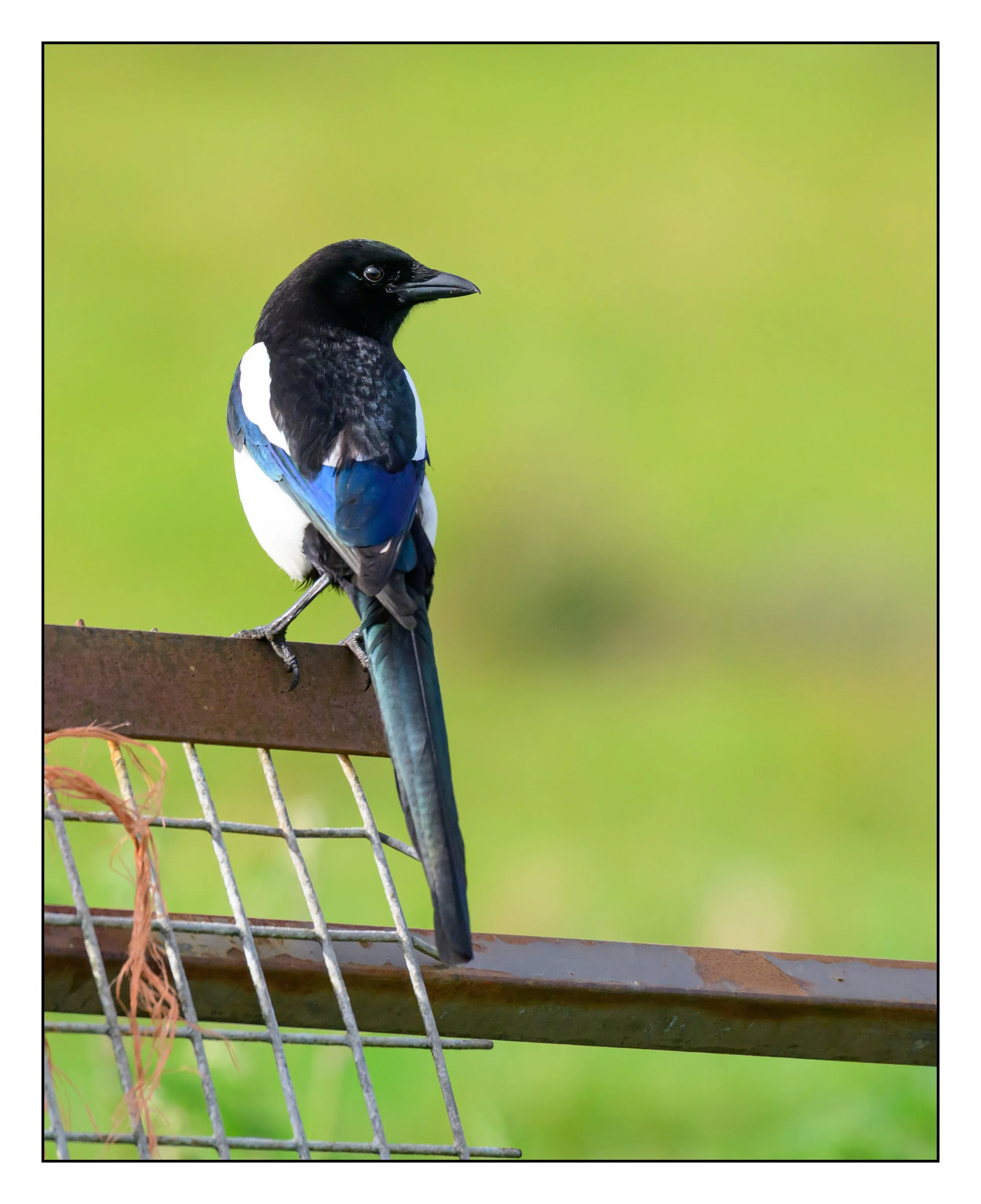 Magpies