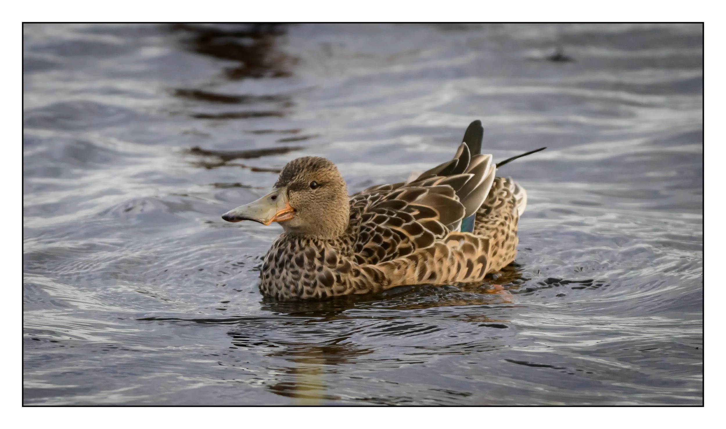 Northern Shoveler