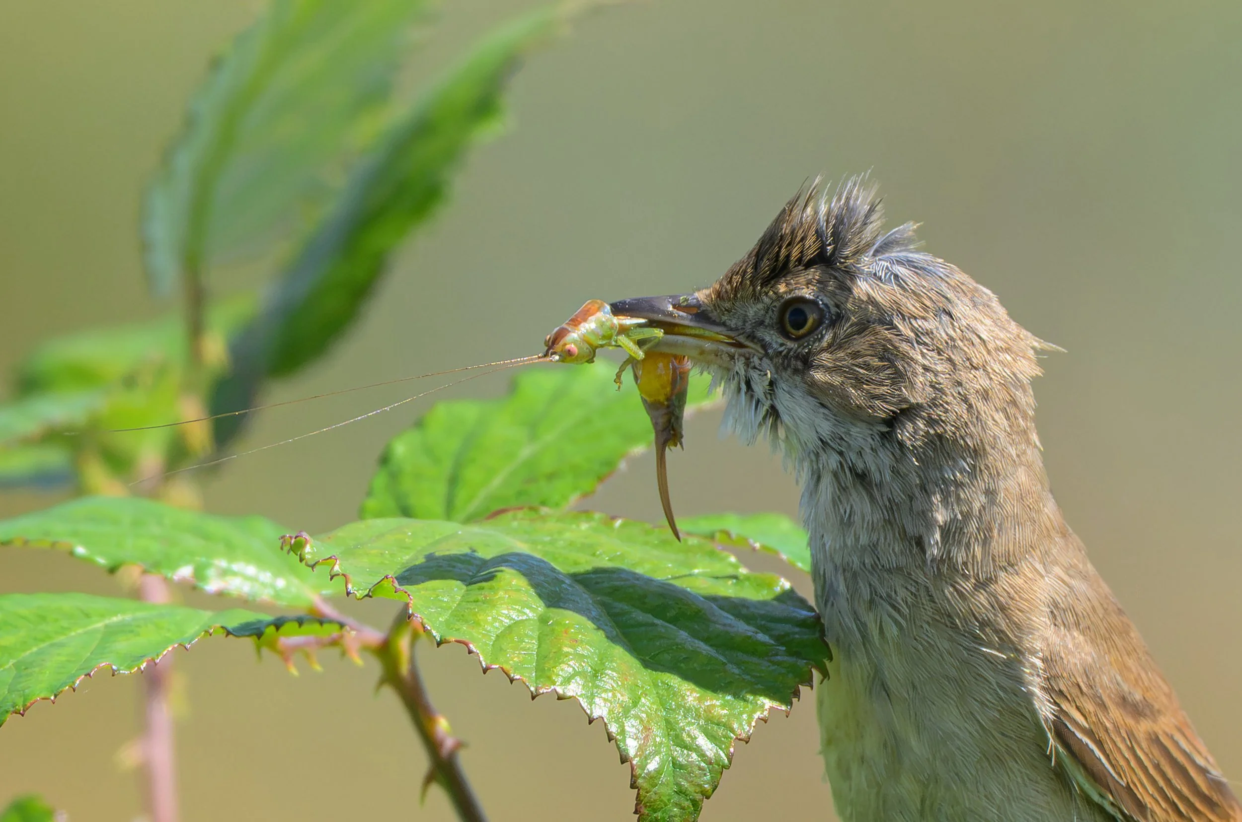 Song Birds_0064.jpg