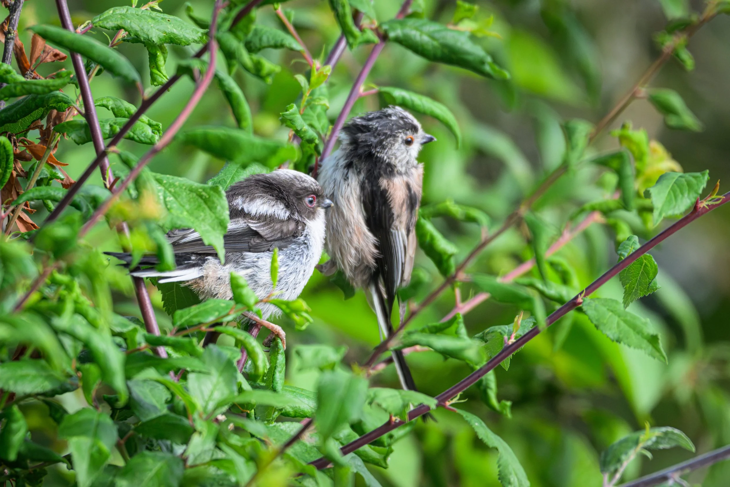 Song Birds_0040.jpg