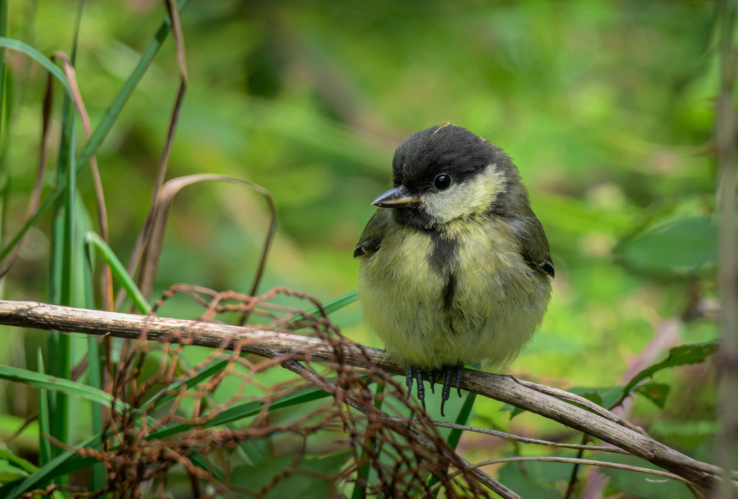 Song Birds_0057.jpg