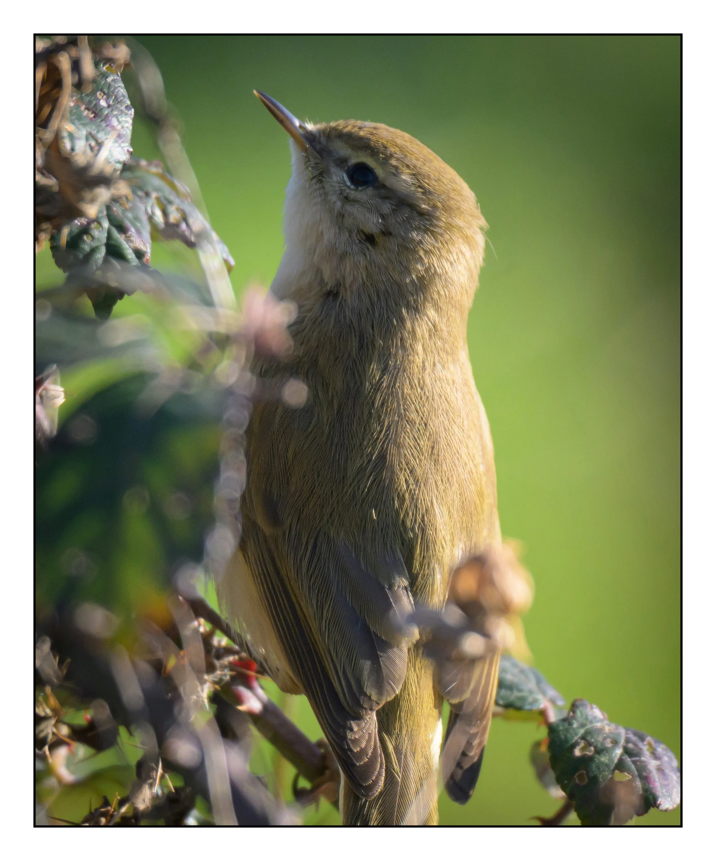 Song Birds_0018.jpg
