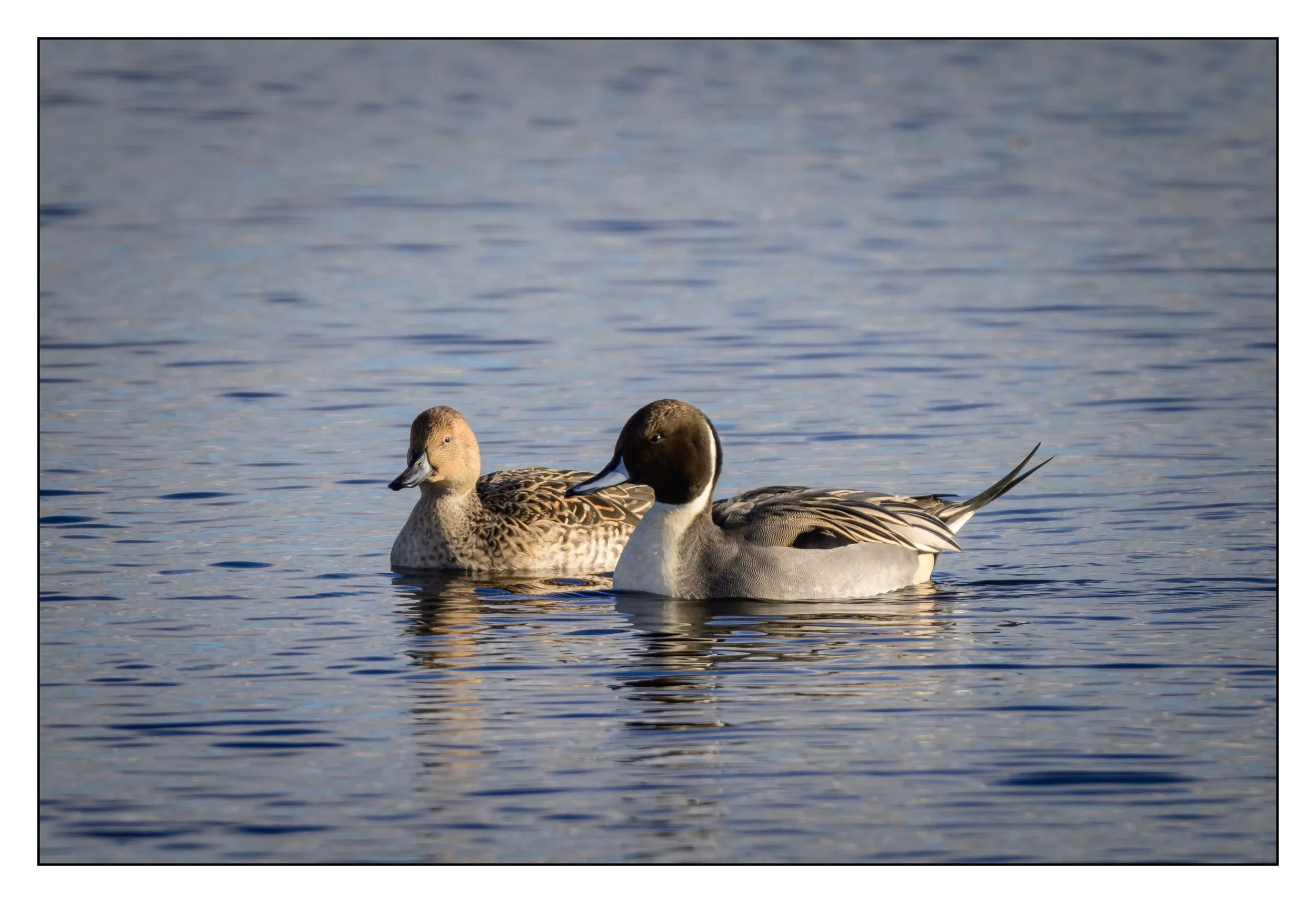 Pintail