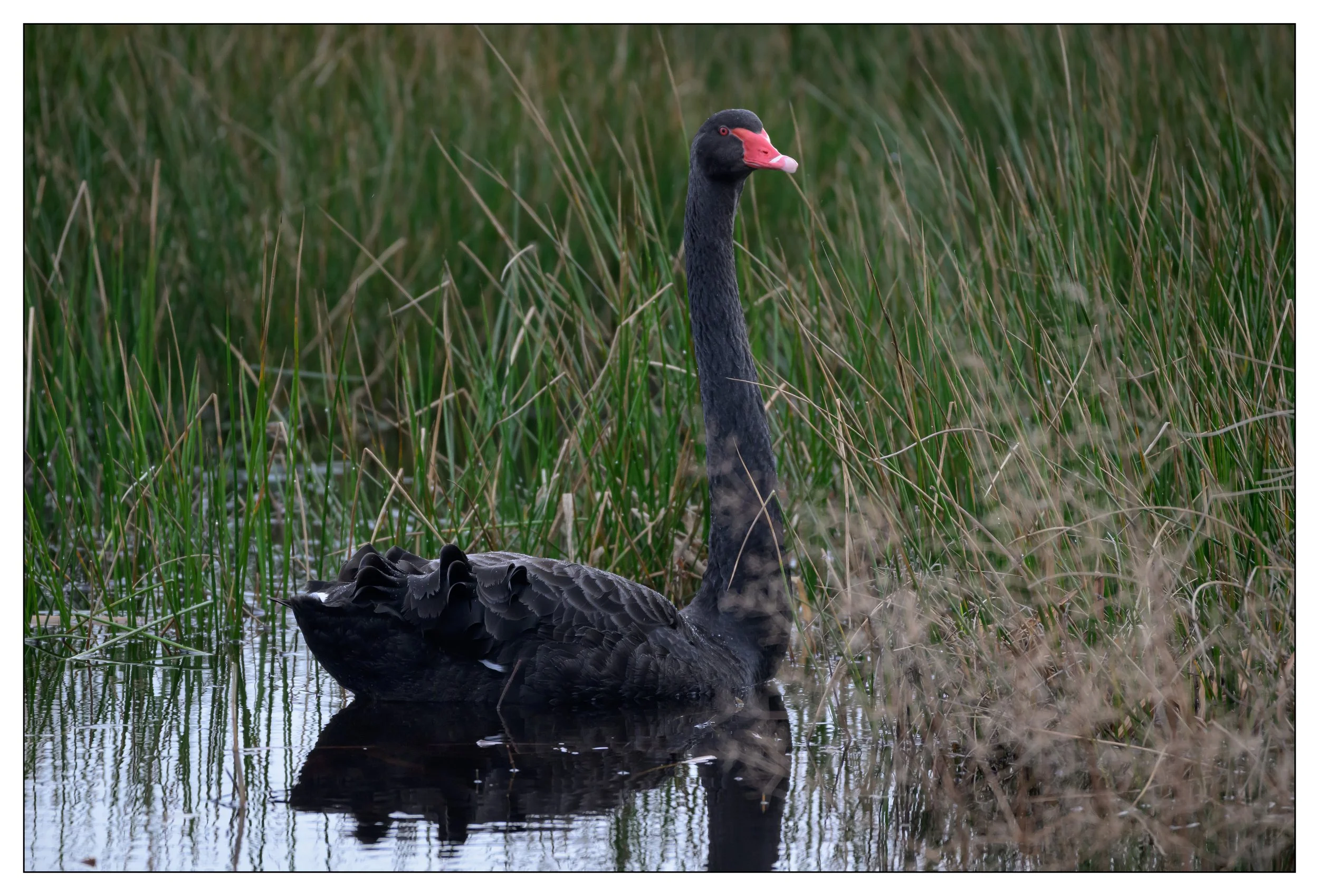 Black Swan