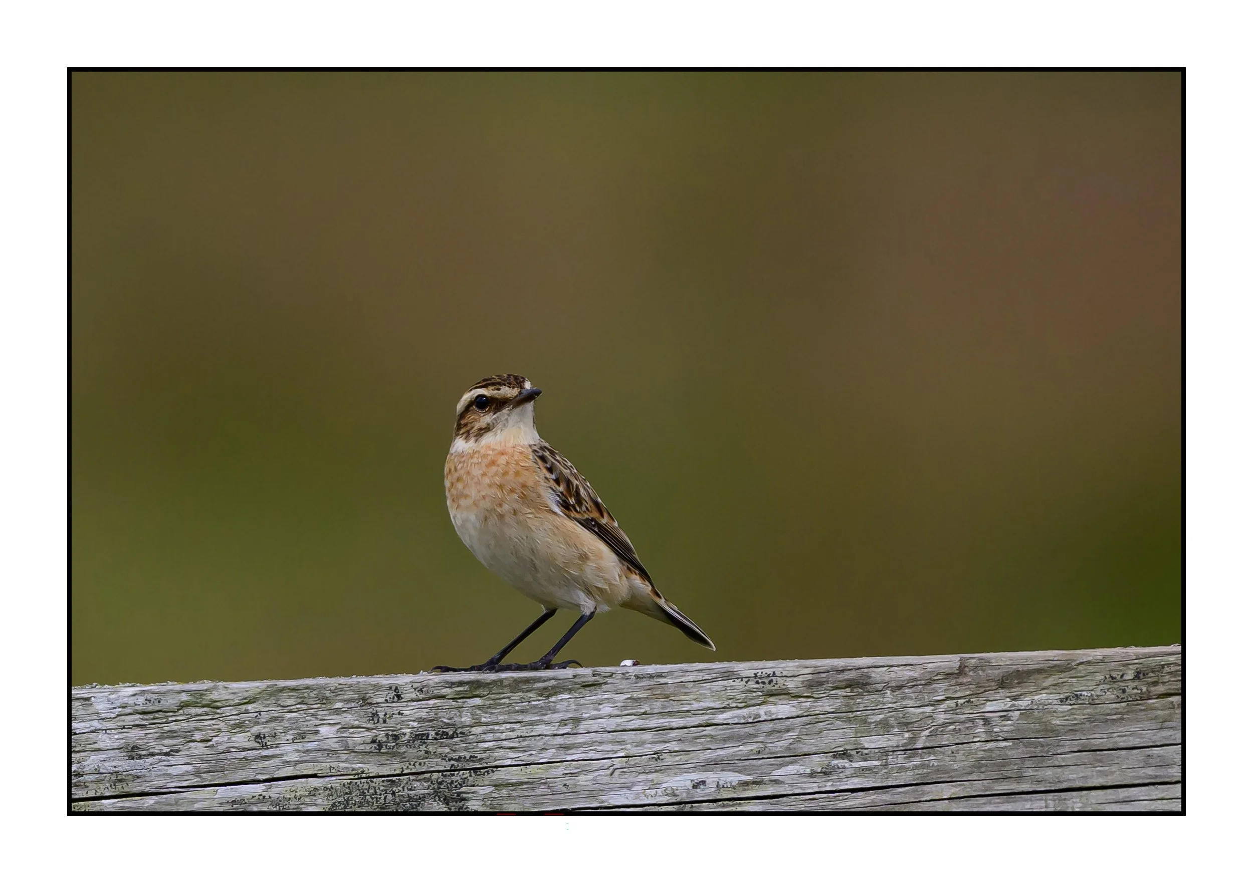 Winchat