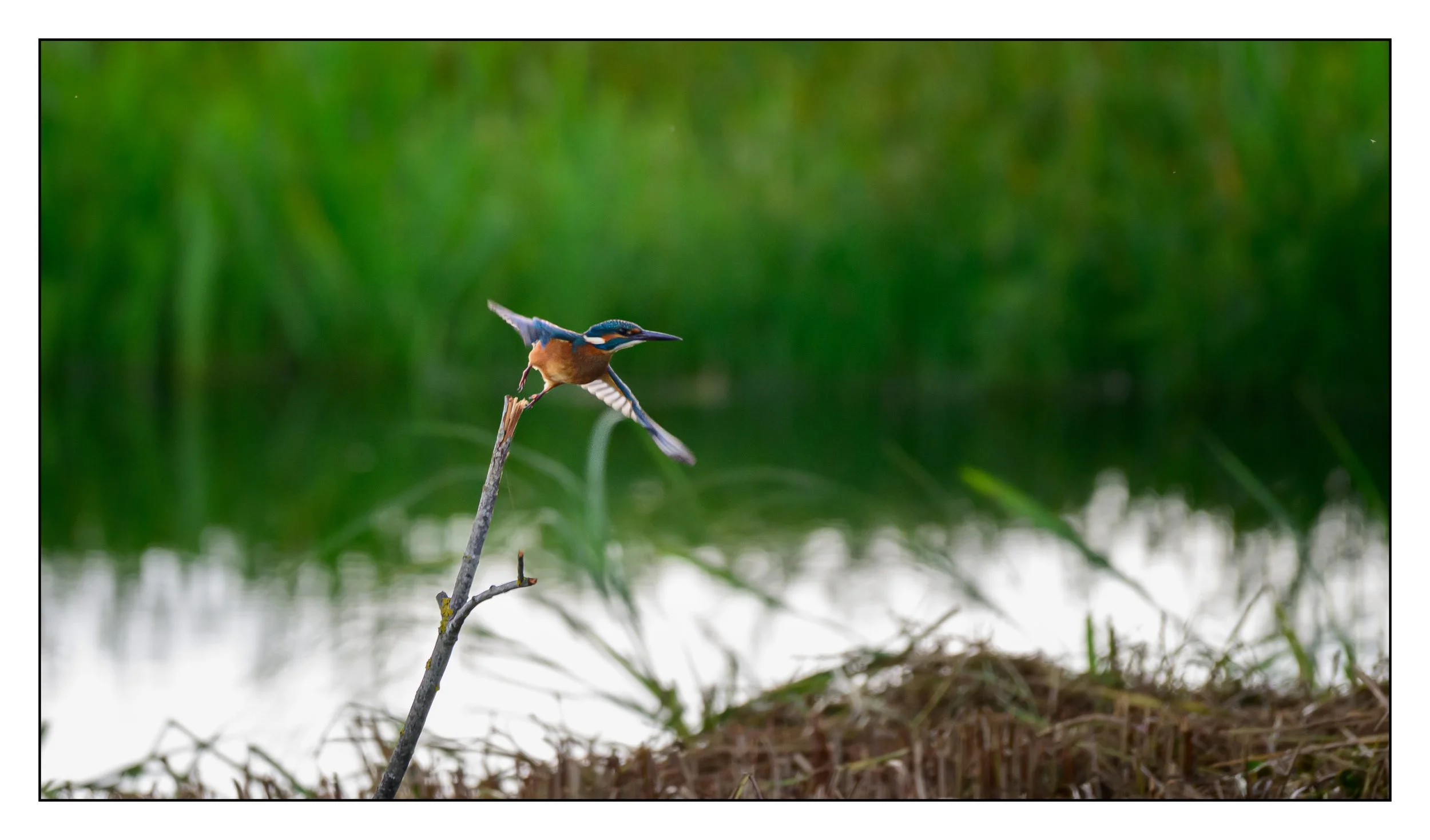 Kingfisher