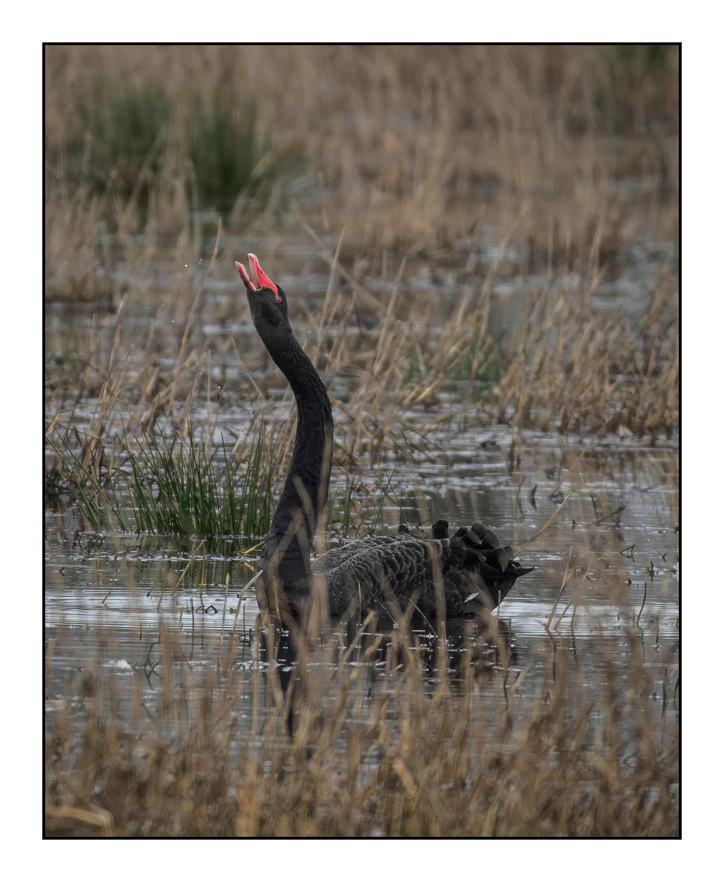 Black Swan