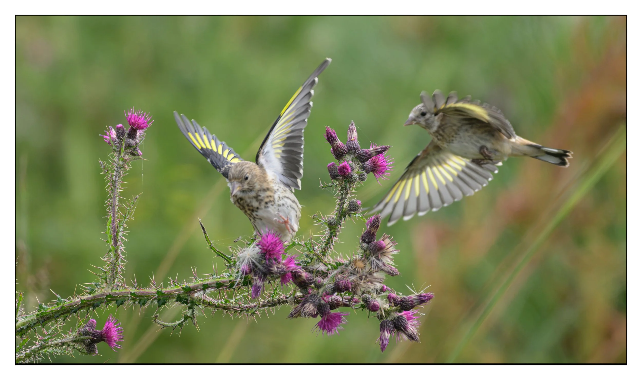 Song Birds_0055.jpg