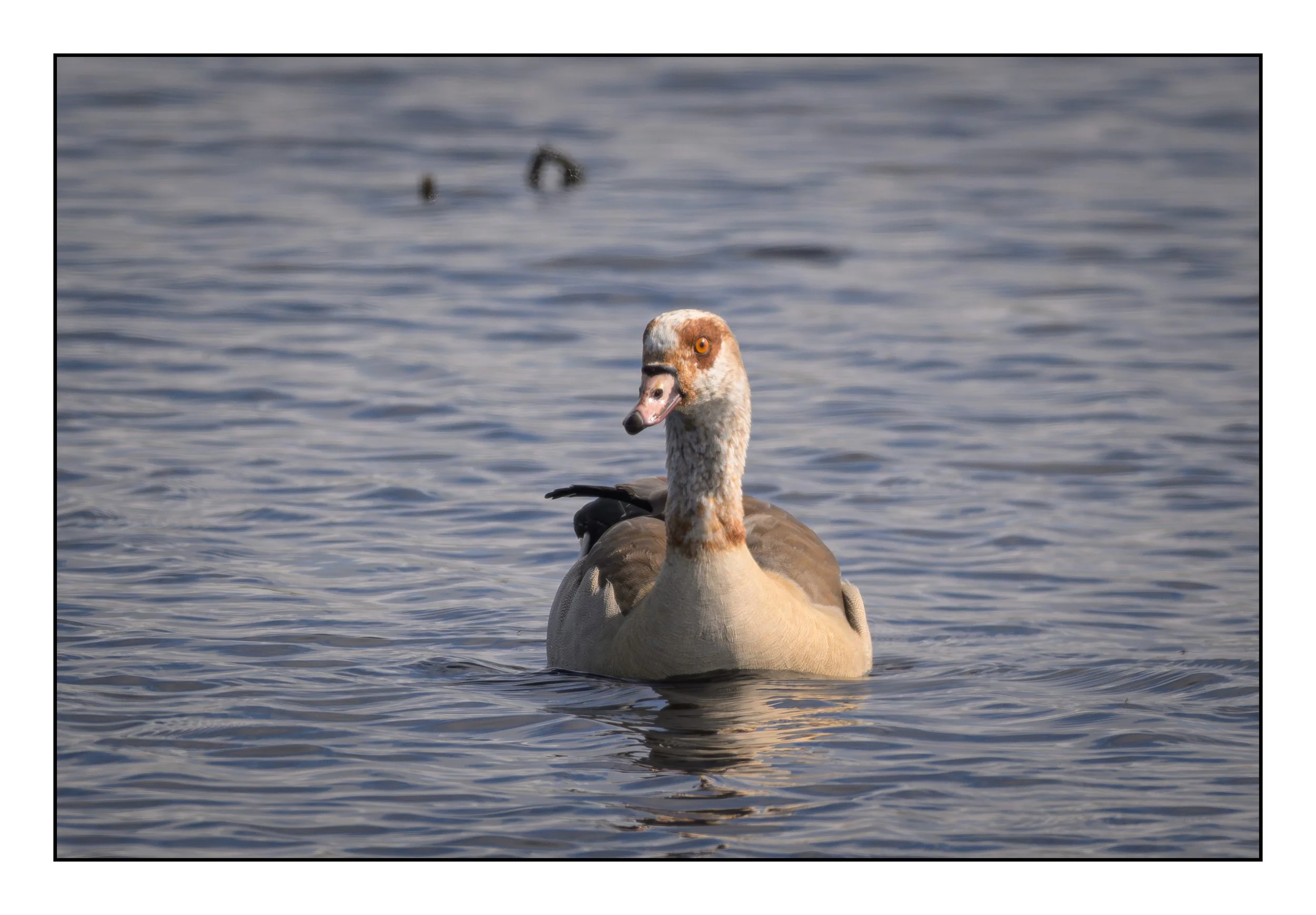 Egyptian Geese