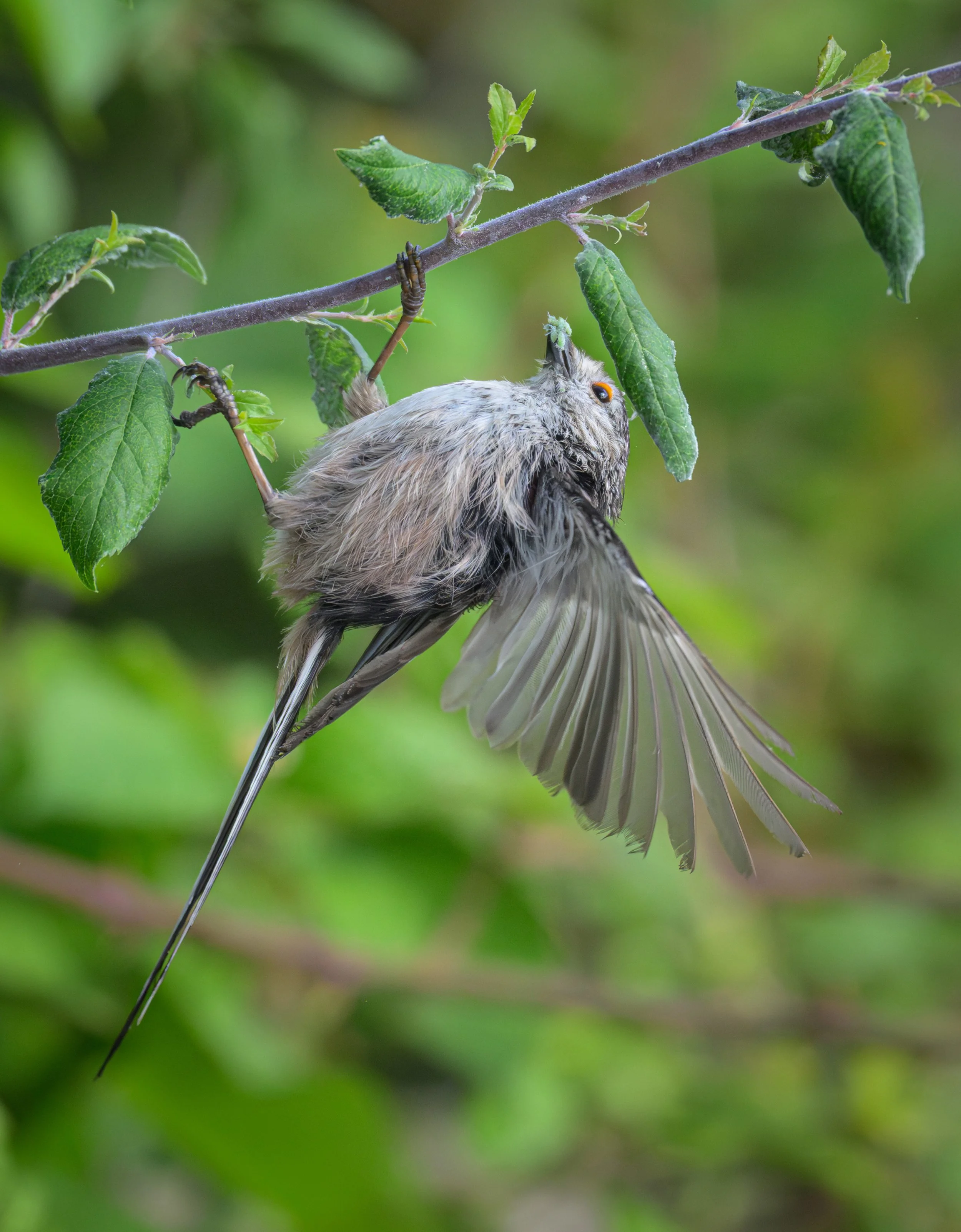 Song Birds_0039.jpg