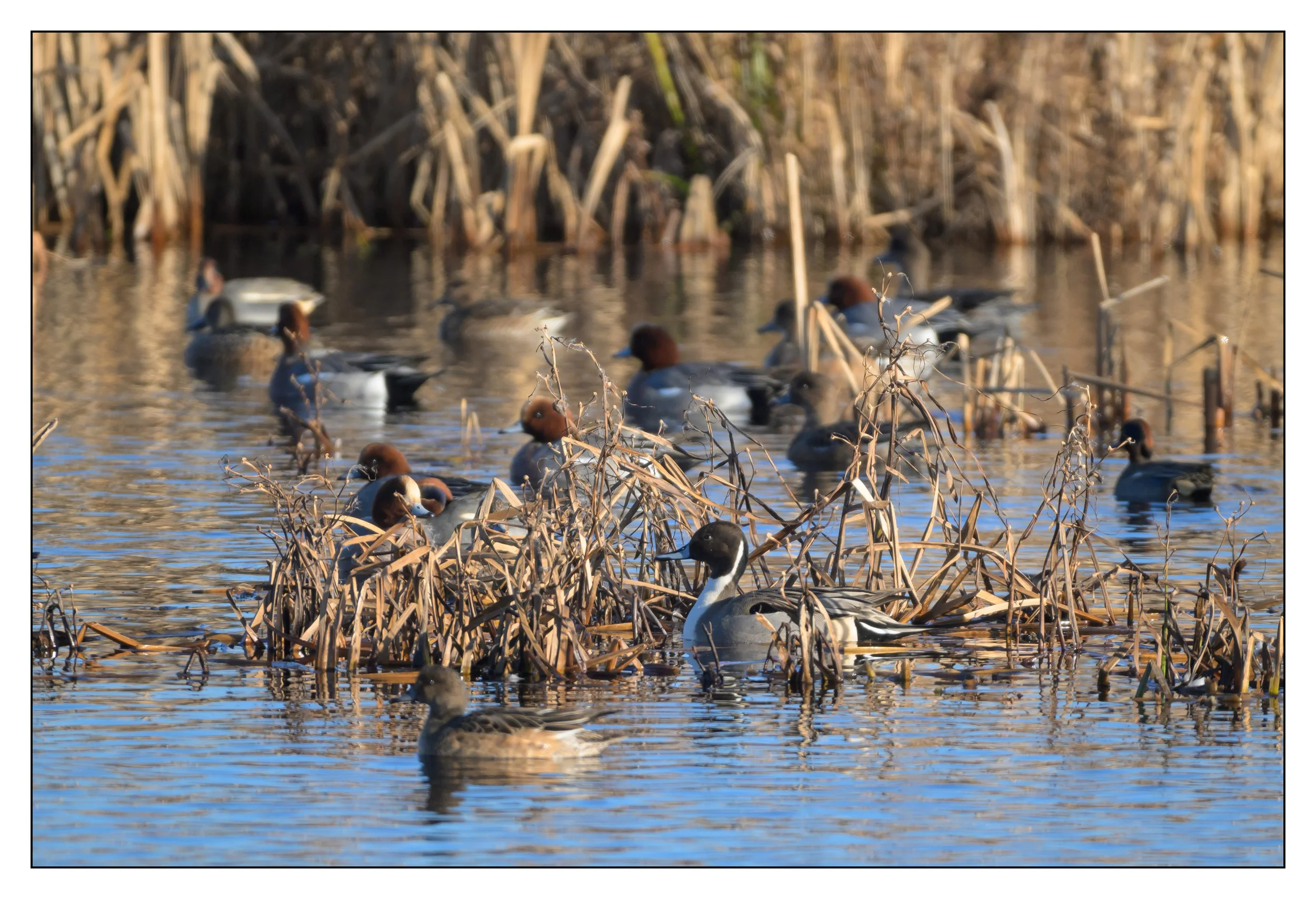 Pintail