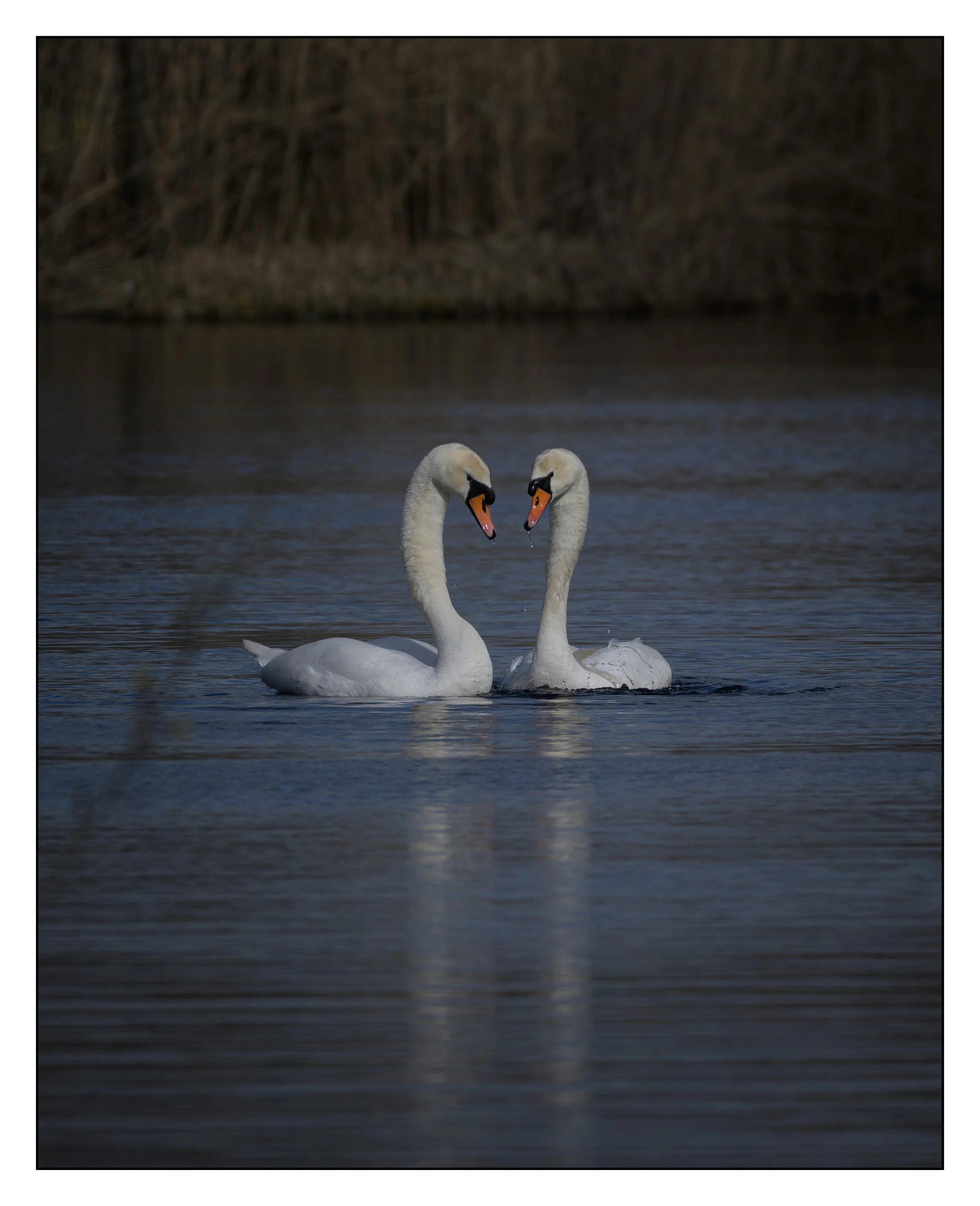 Mute Swan