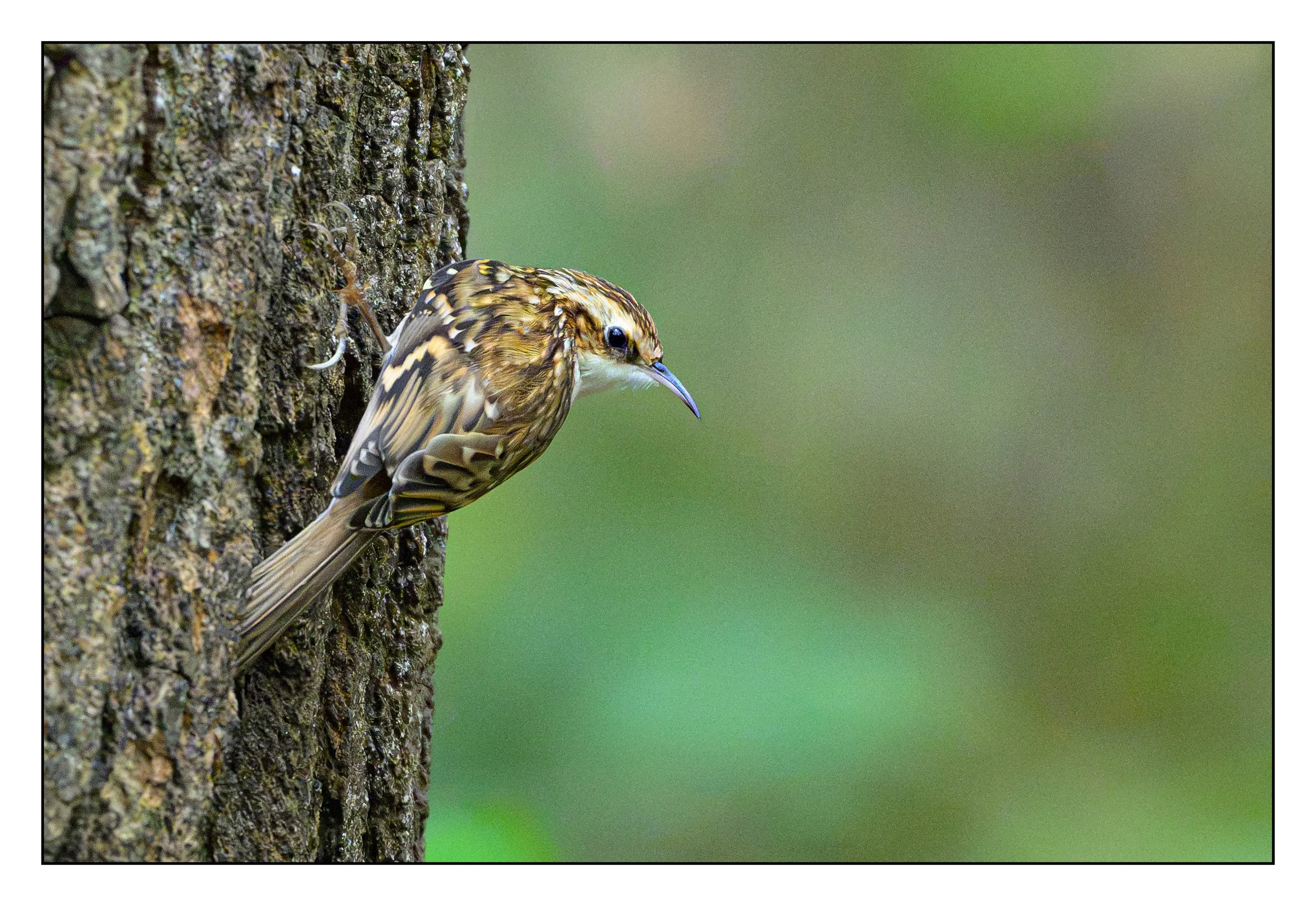 Tree Creeper