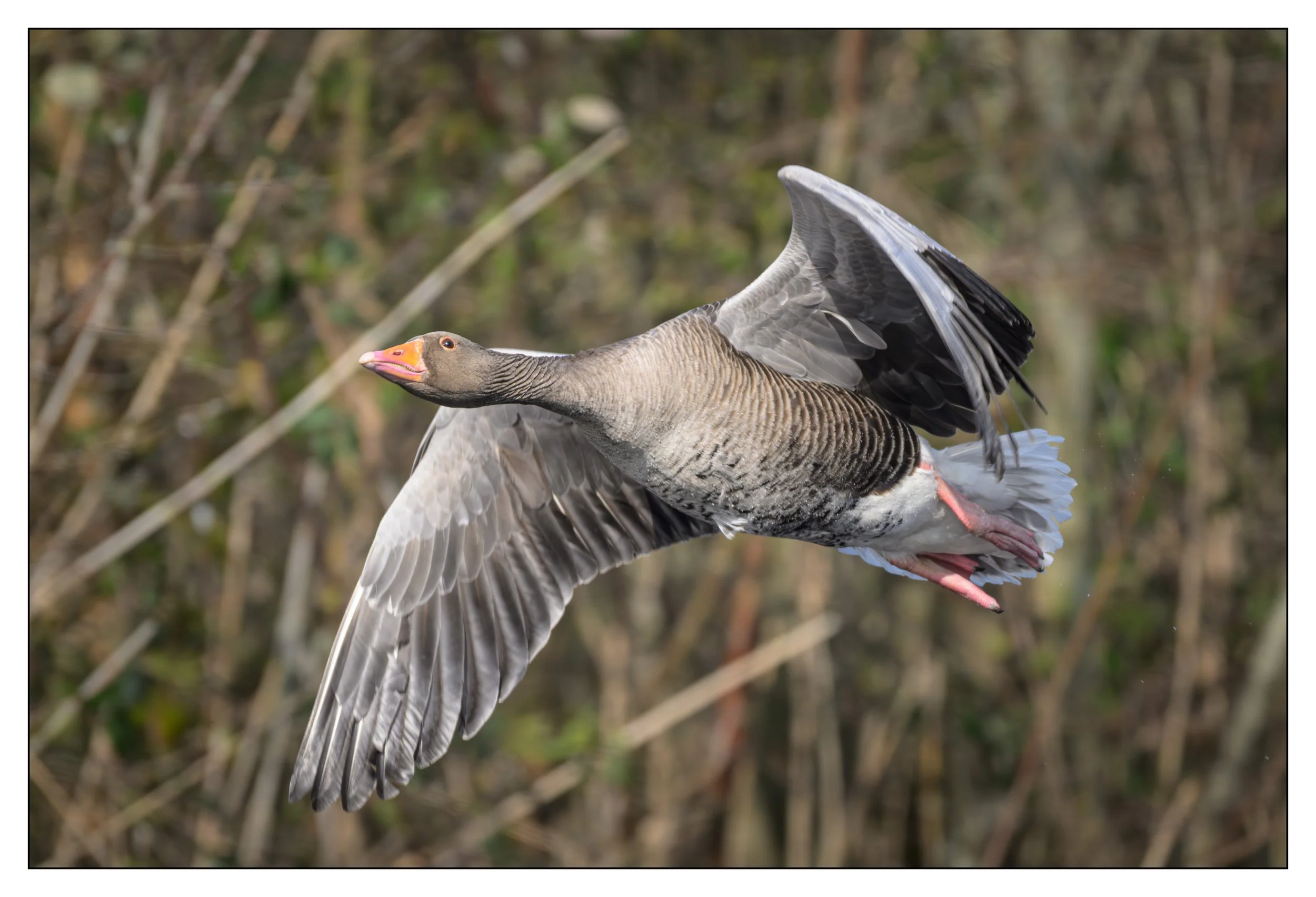 Greylag Geese