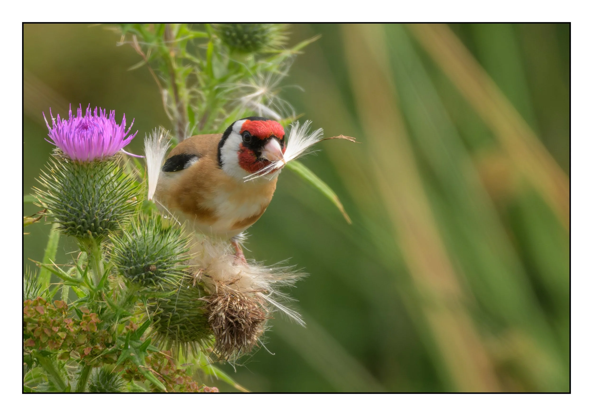 Song Birds_0048.jpg
