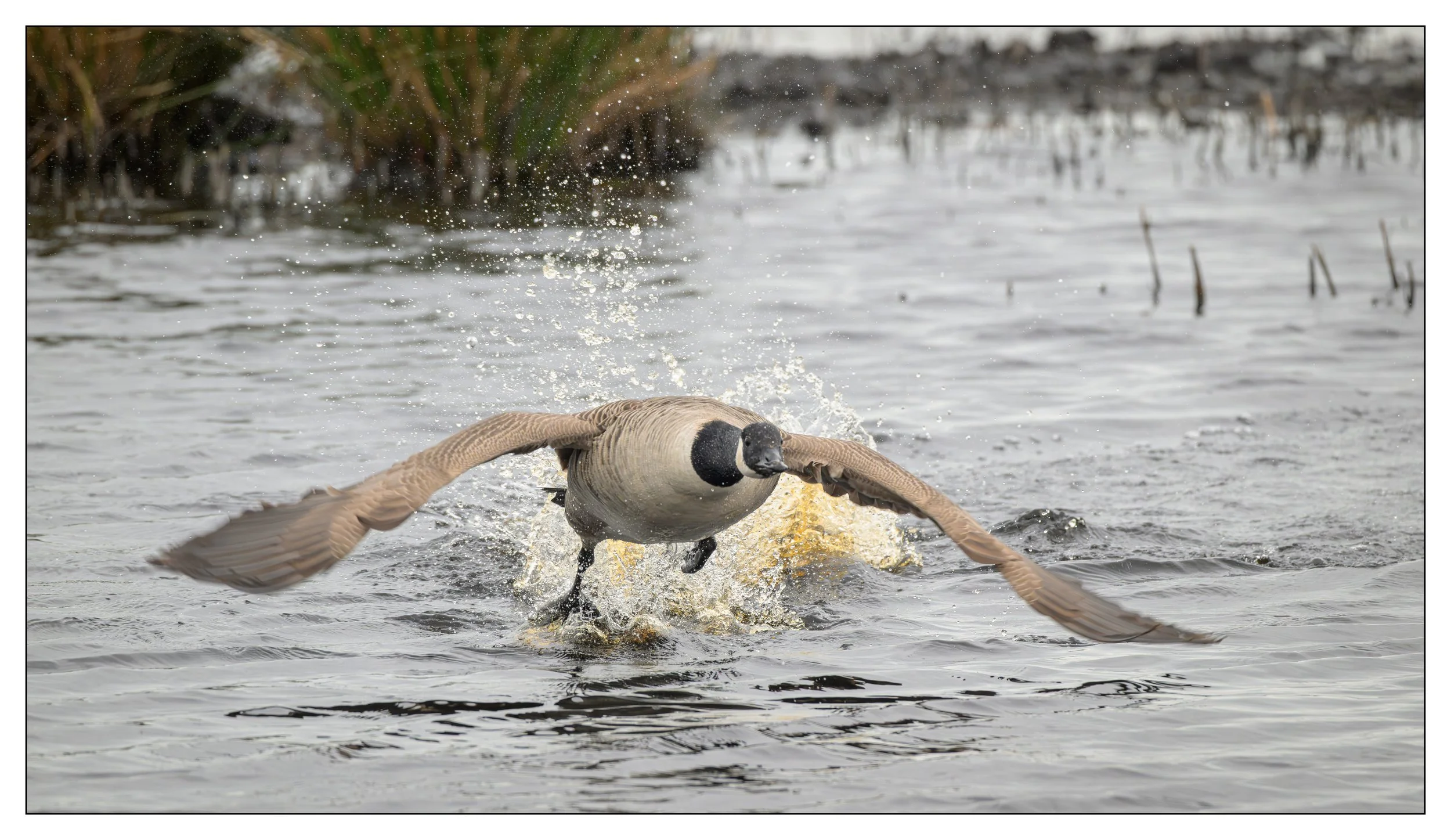 Canada Goose on a lake