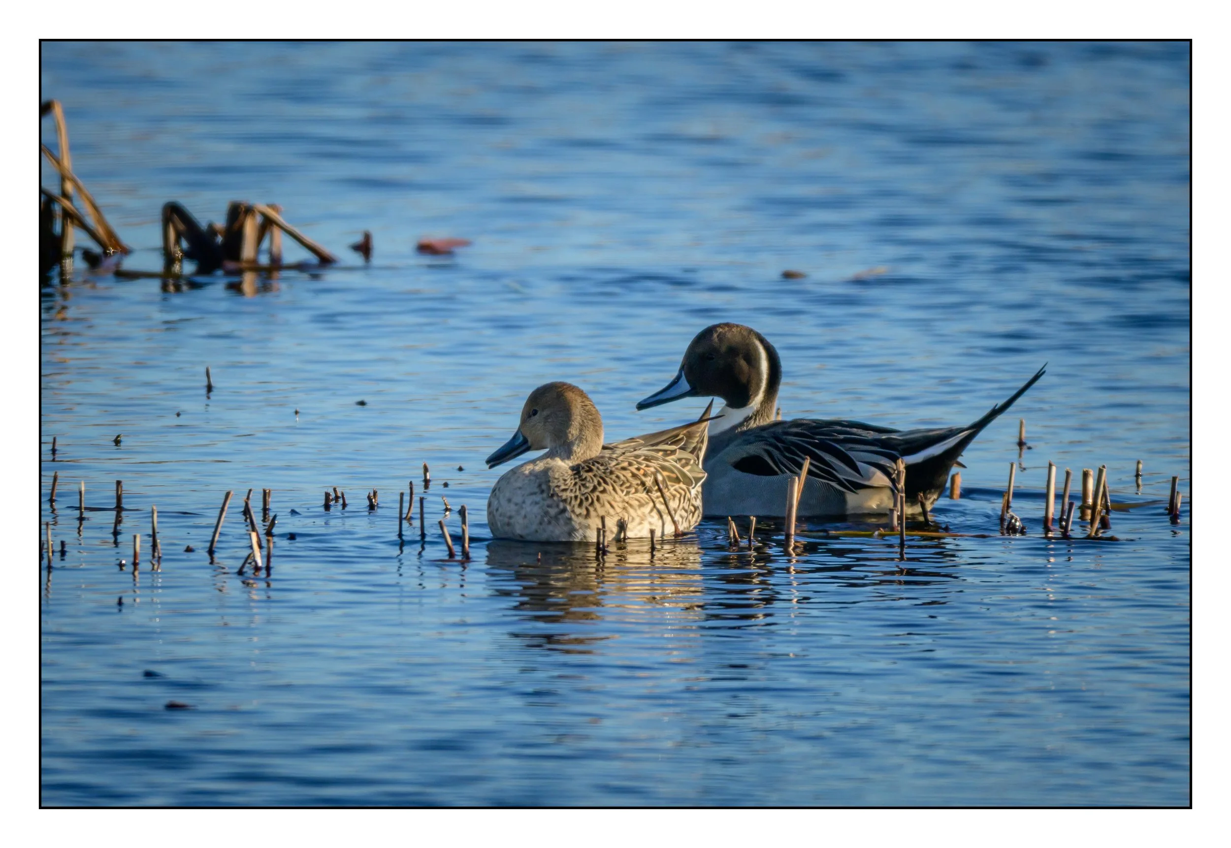 Pintail