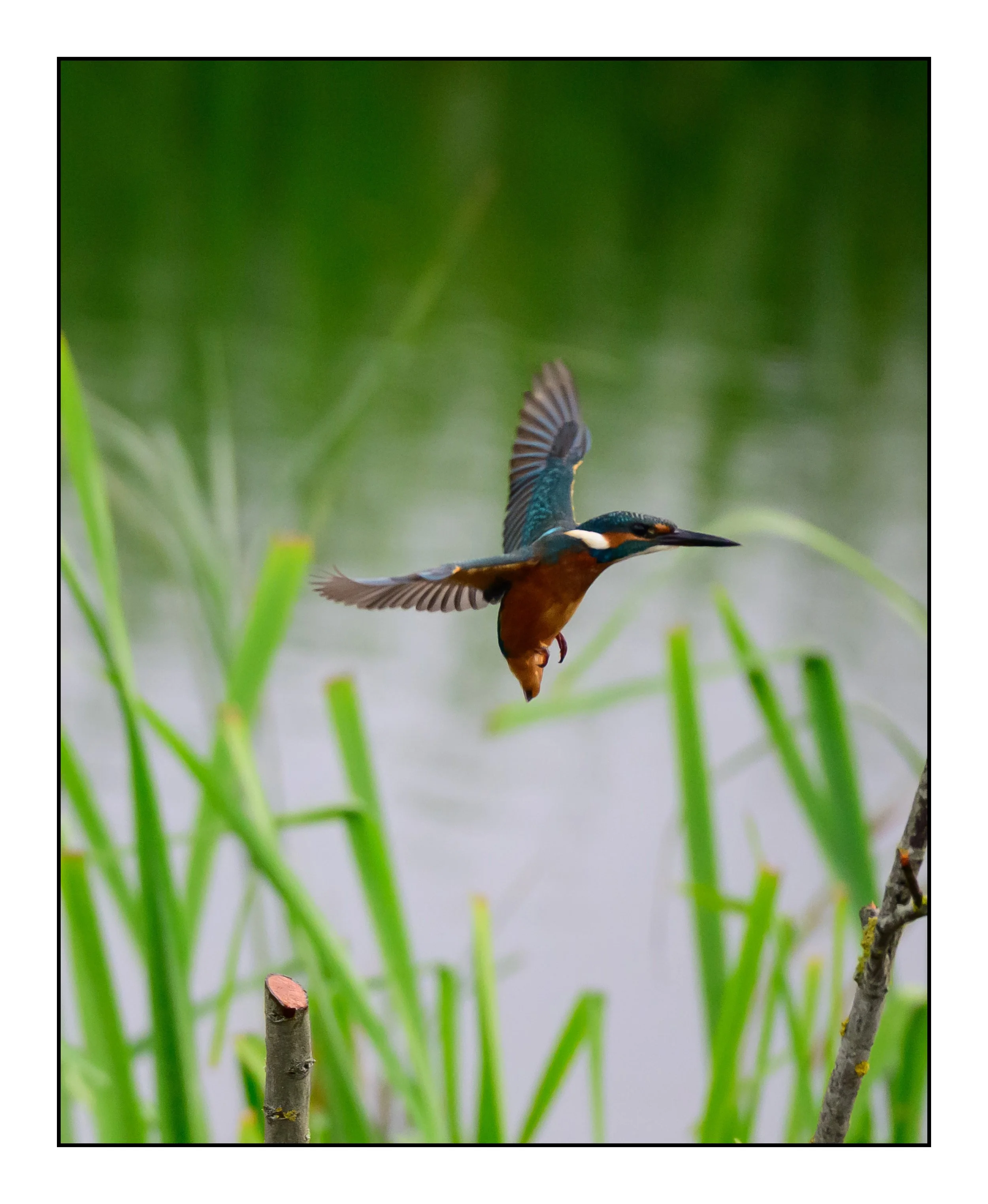 Kingfisher