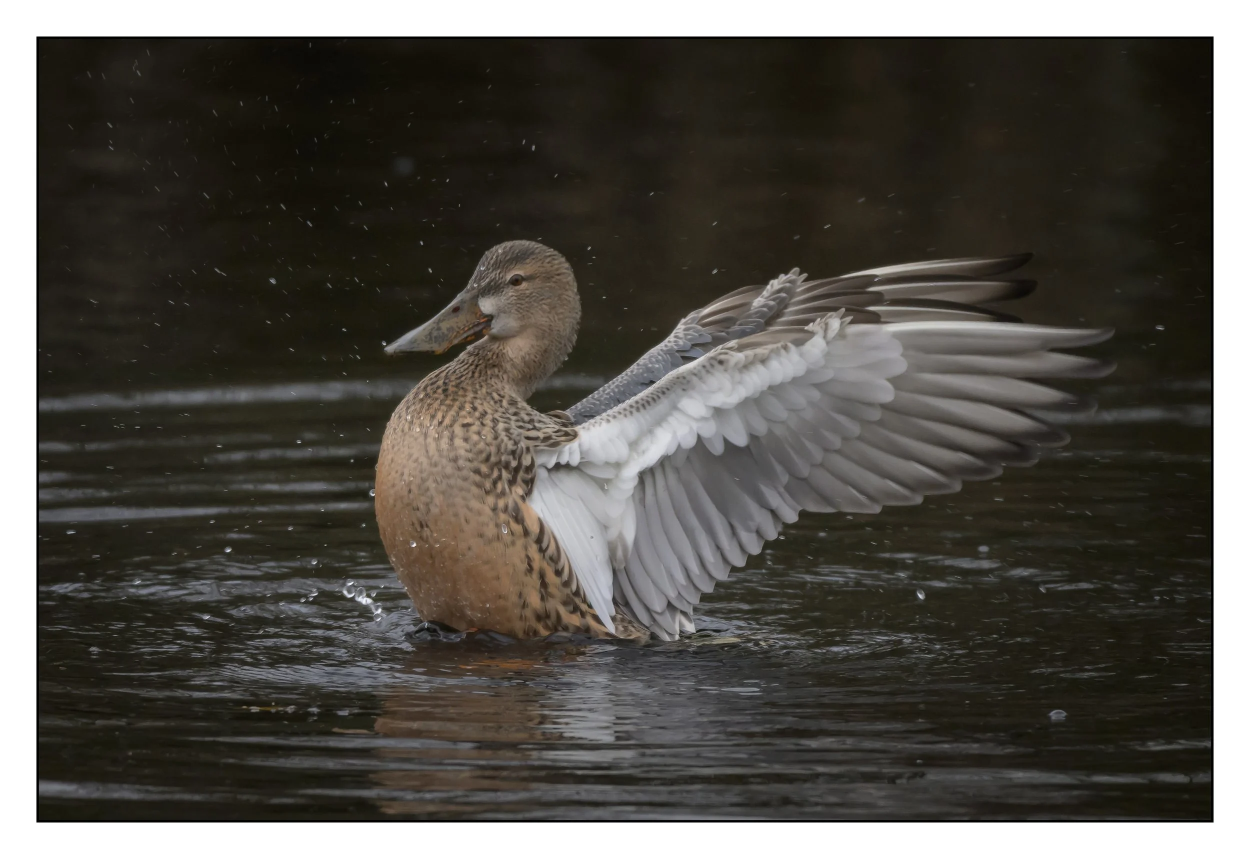Northern Shoveler