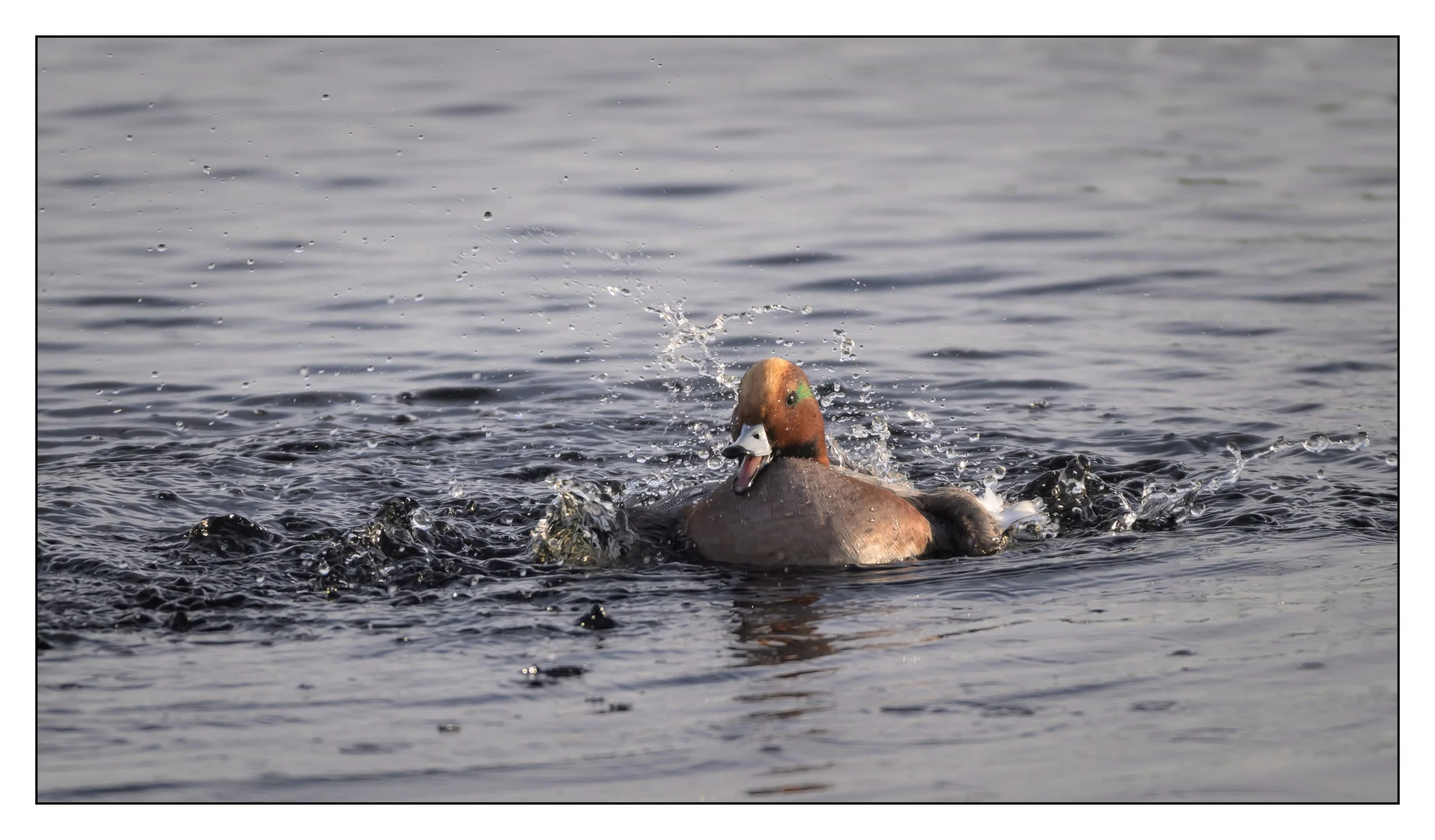 Wigeon