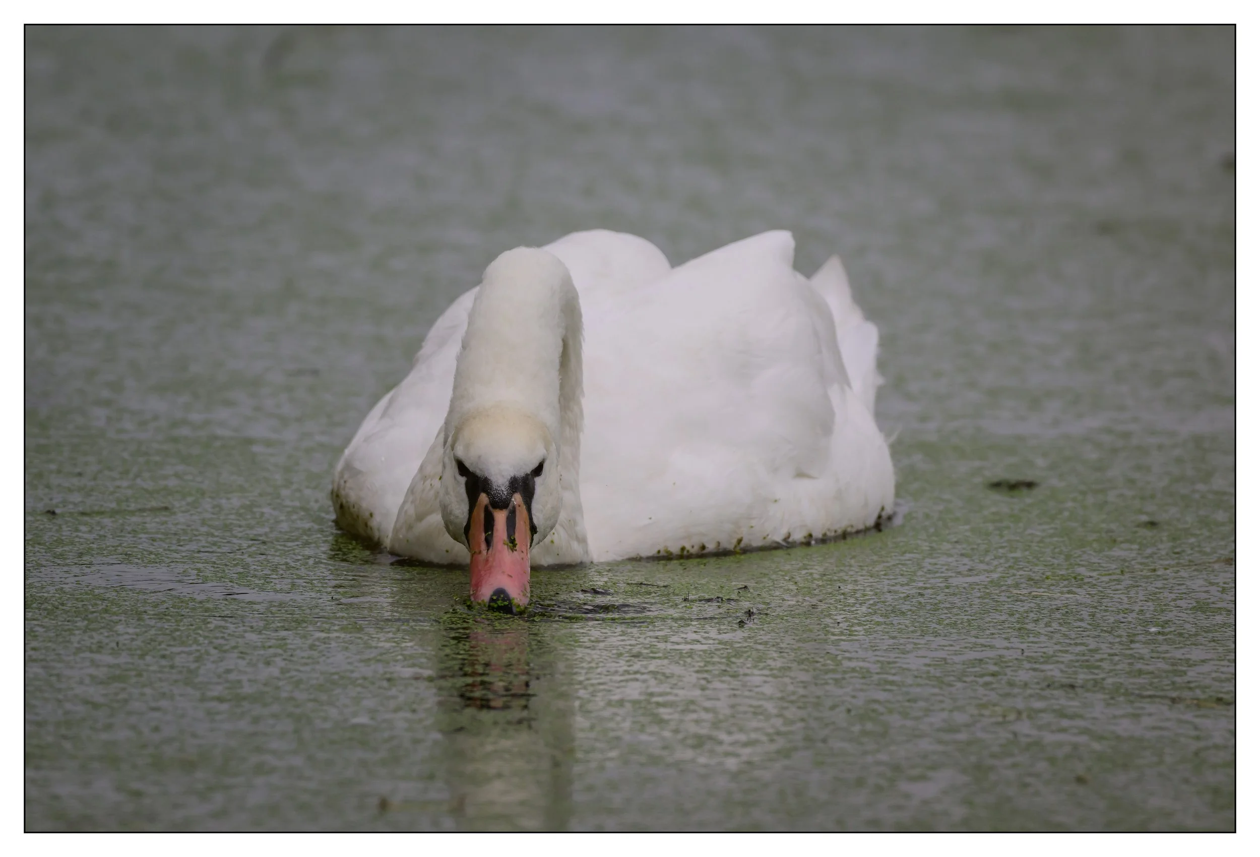 Mute Swan