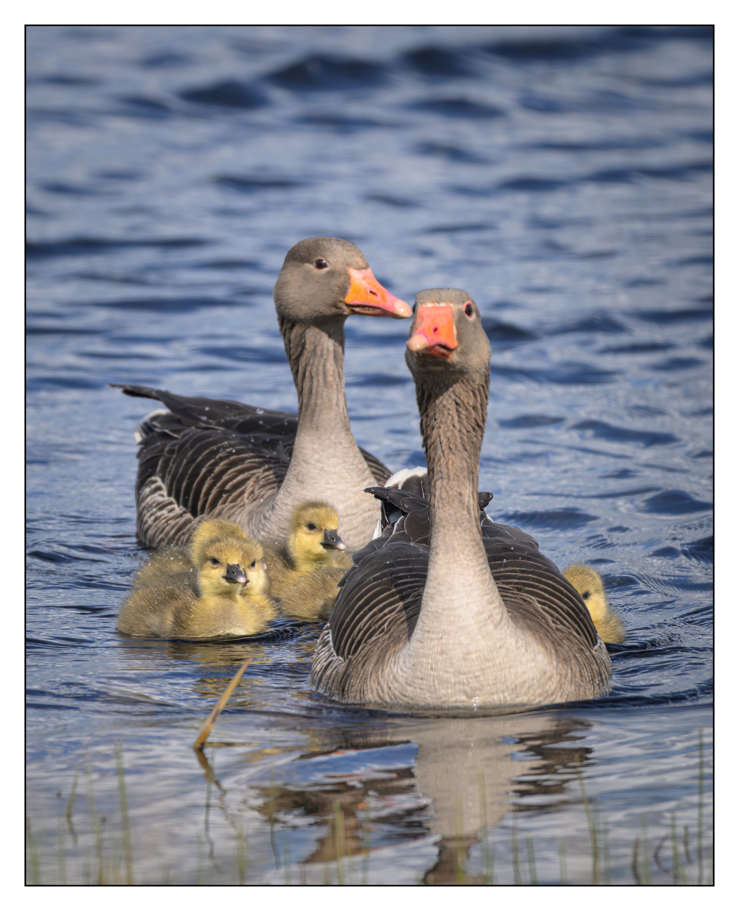 Greylag Geese
