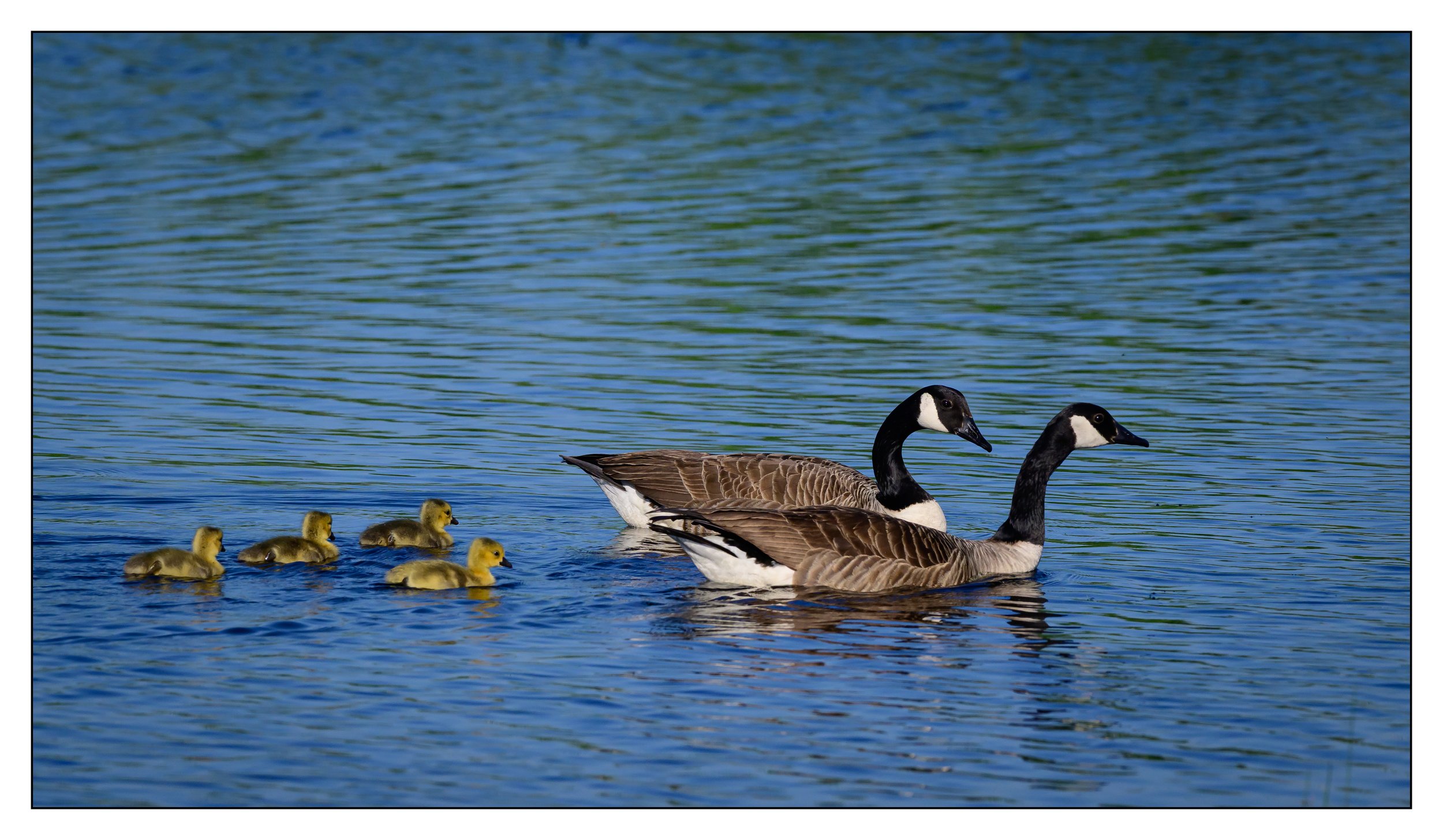 Canada Geese