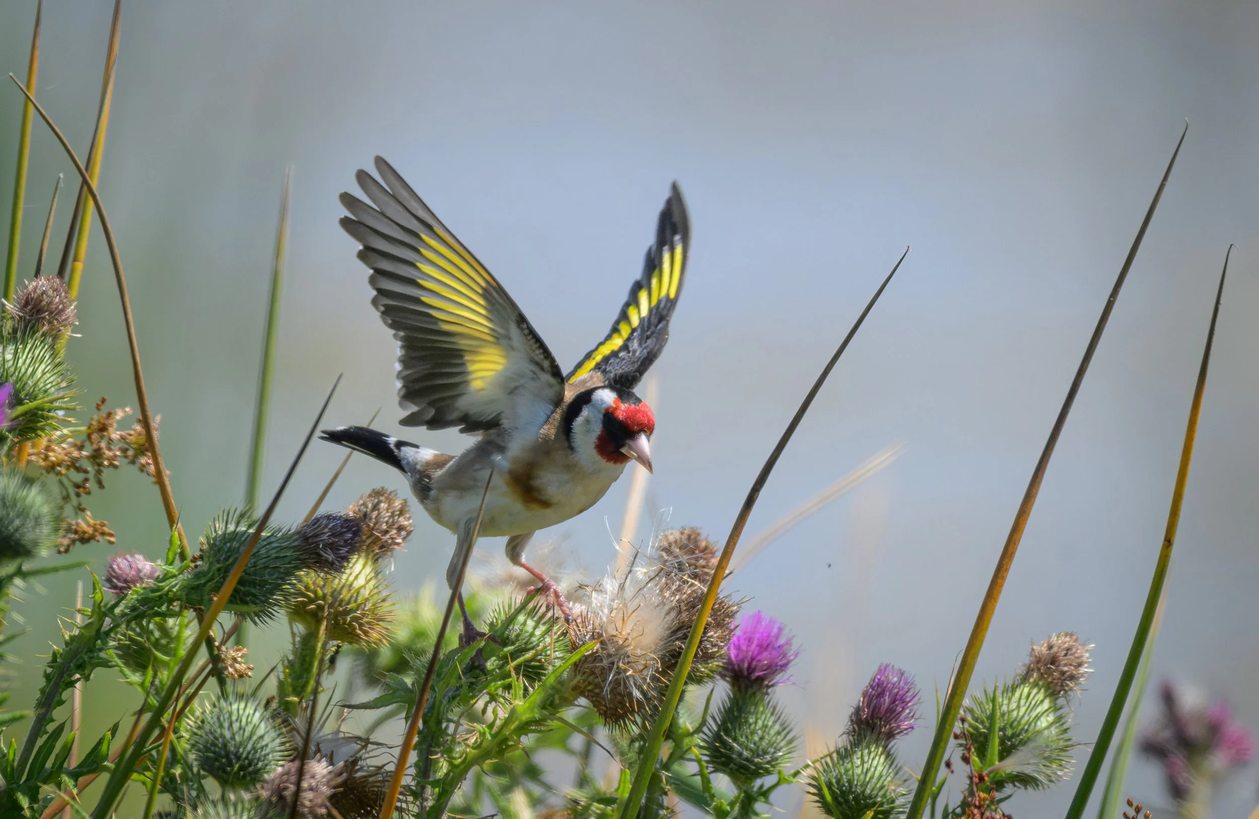 Song Birds_0053.jpg