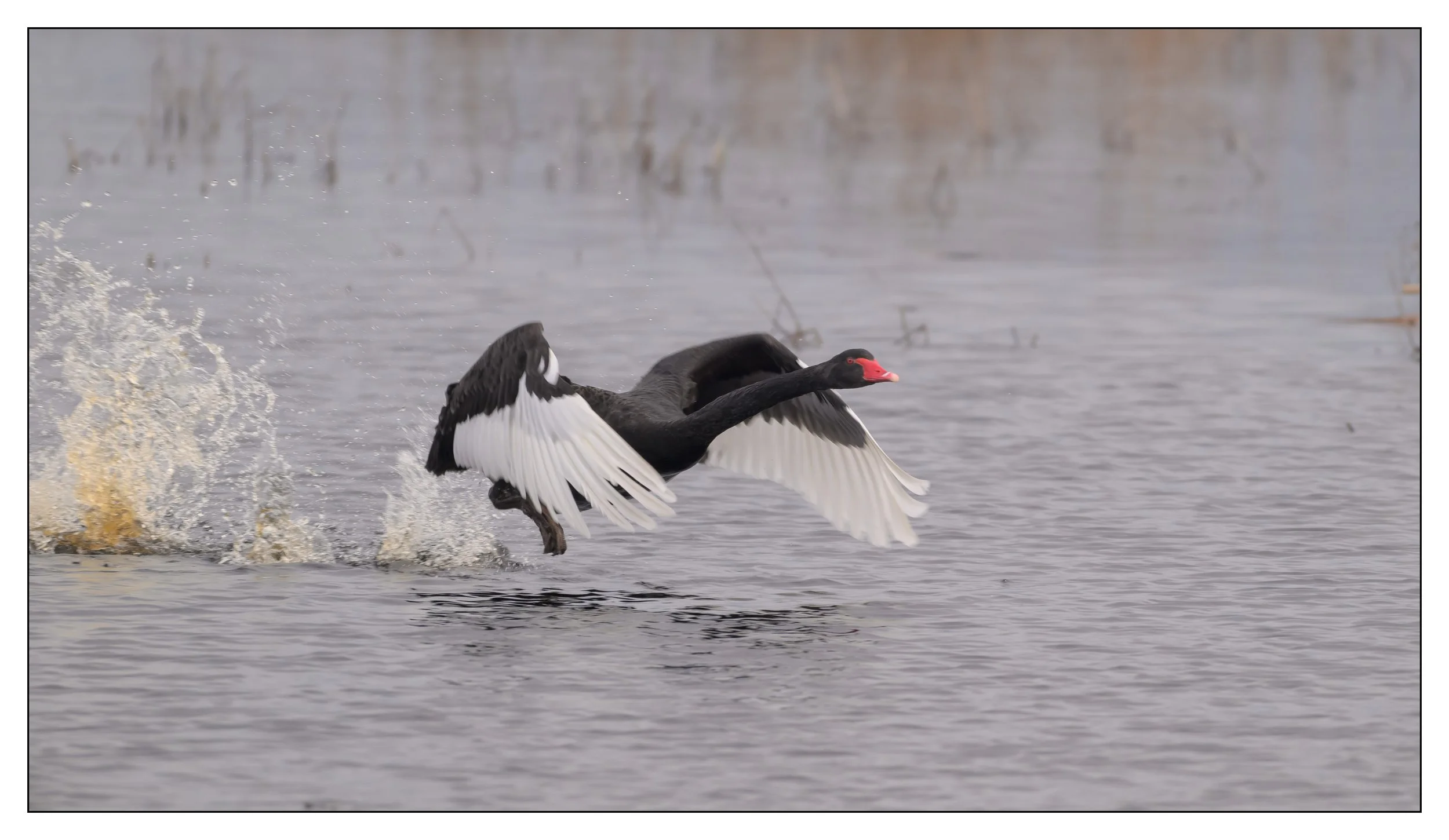 Black Swan