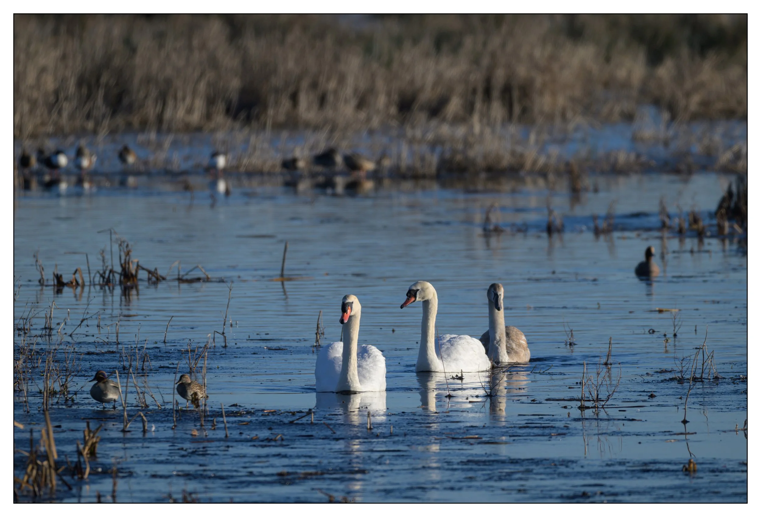 Mute Swan