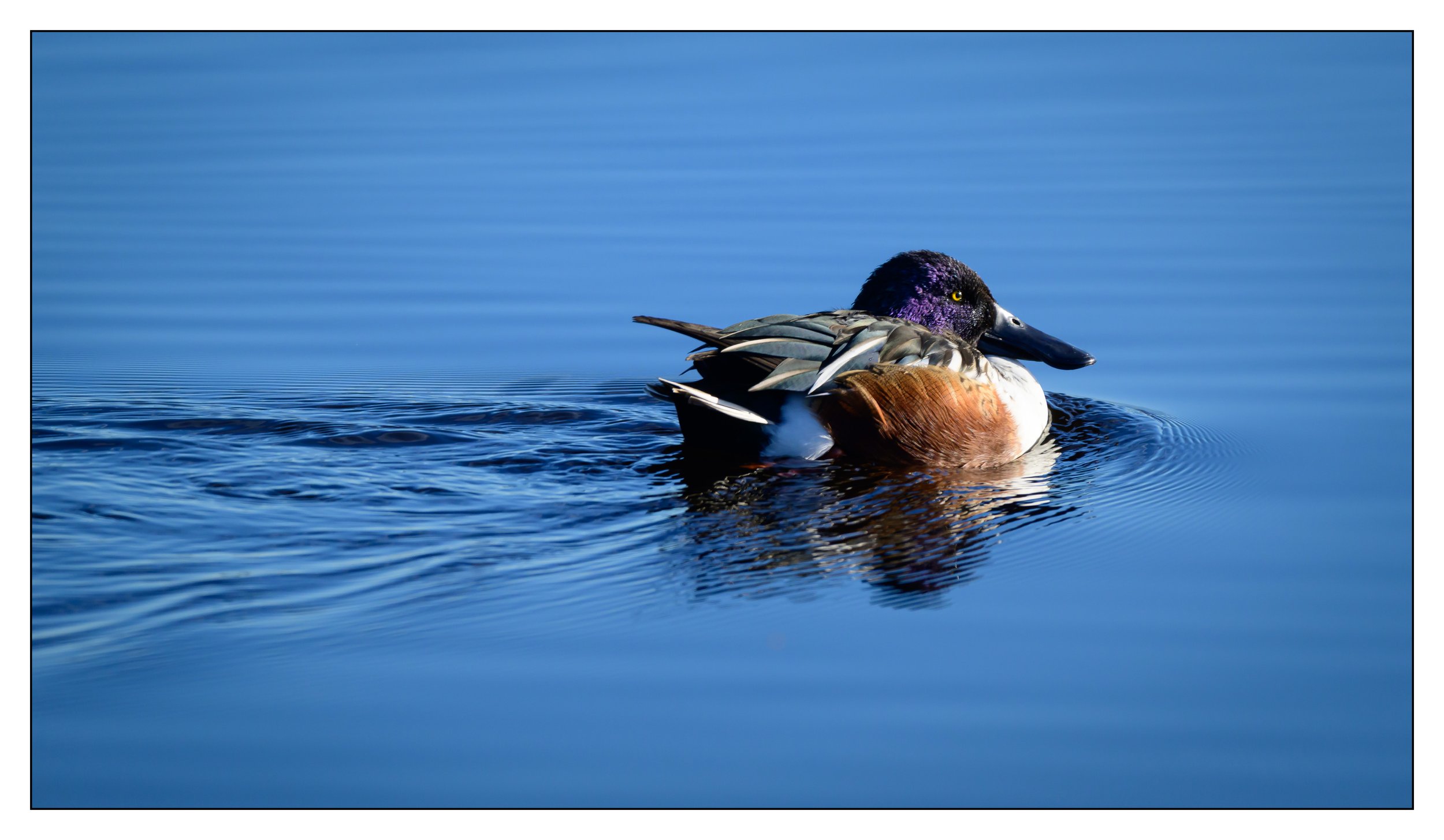 Northern Shoveler