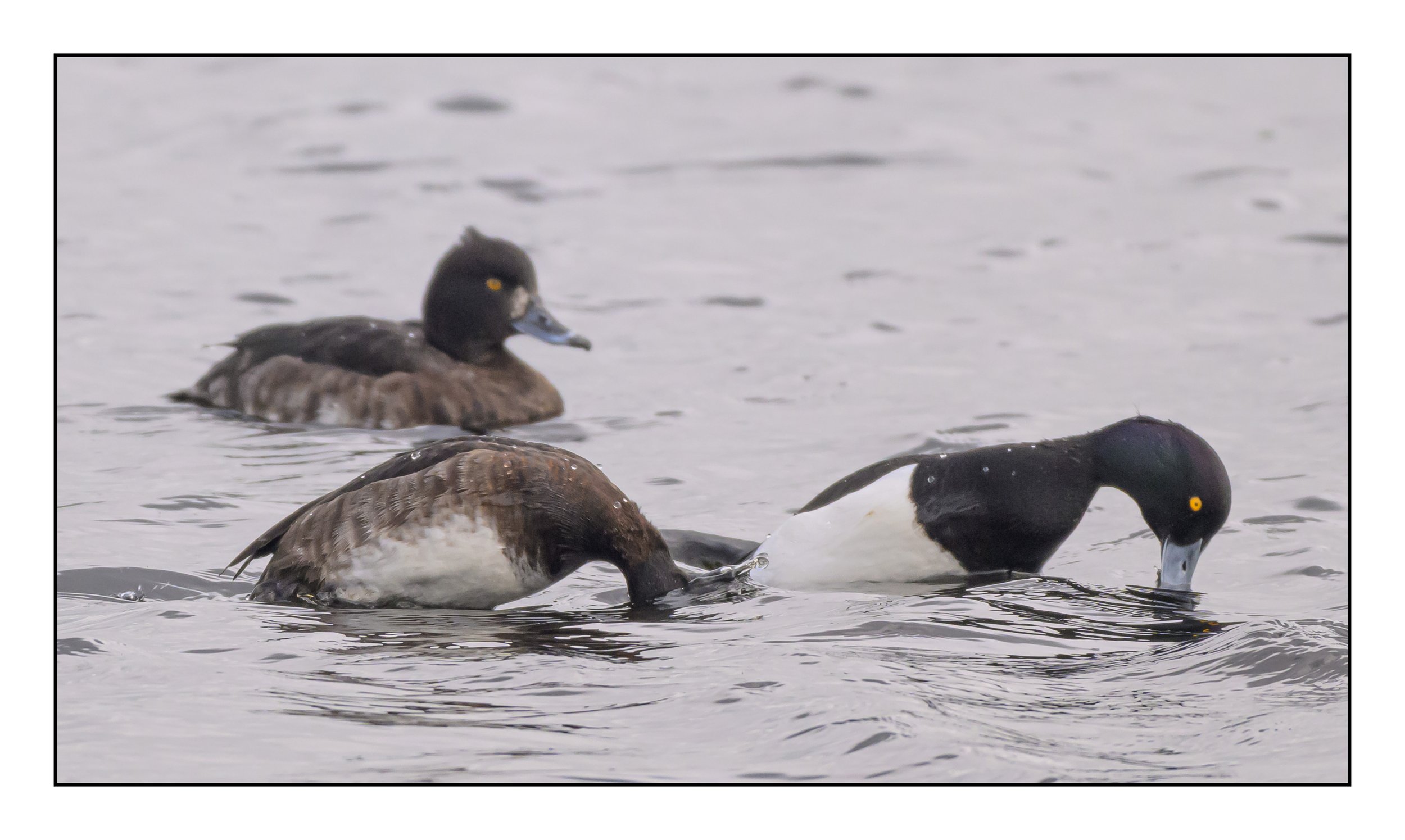 Tufted Duck