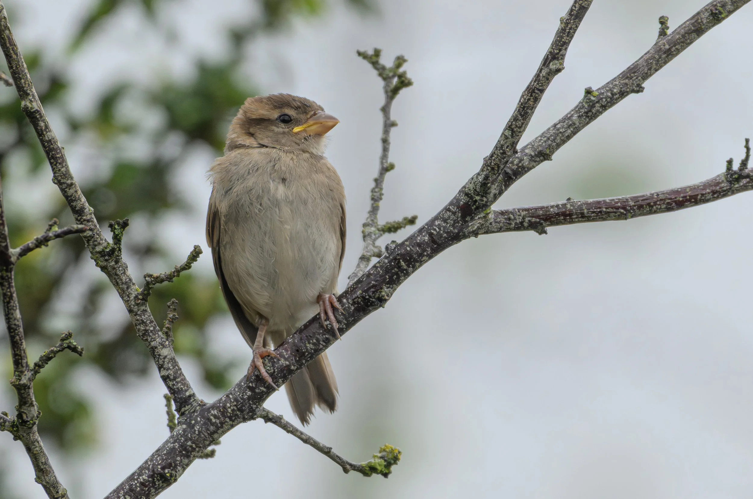 Song Birds_0038.jpg