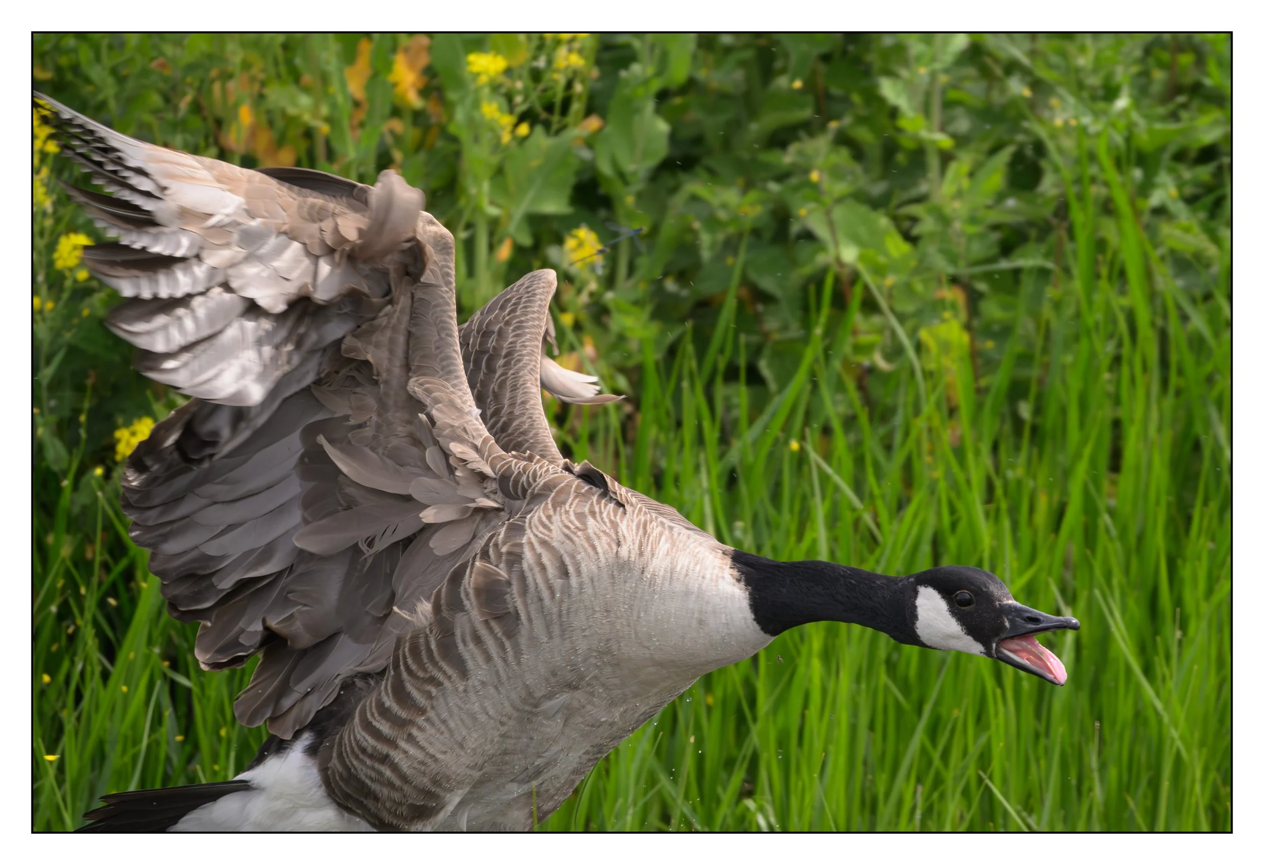 Canada Goose