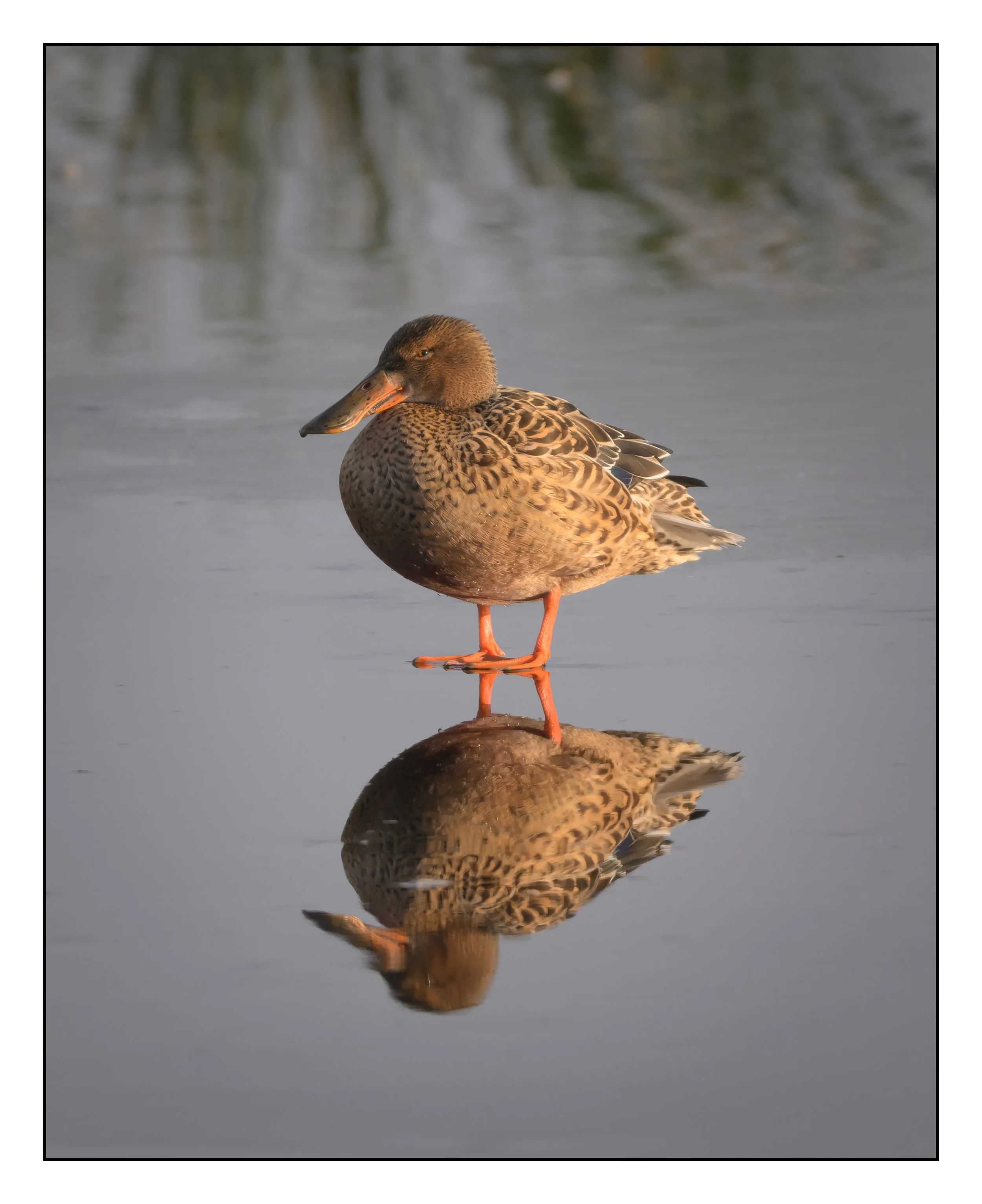 Northern Shoveler