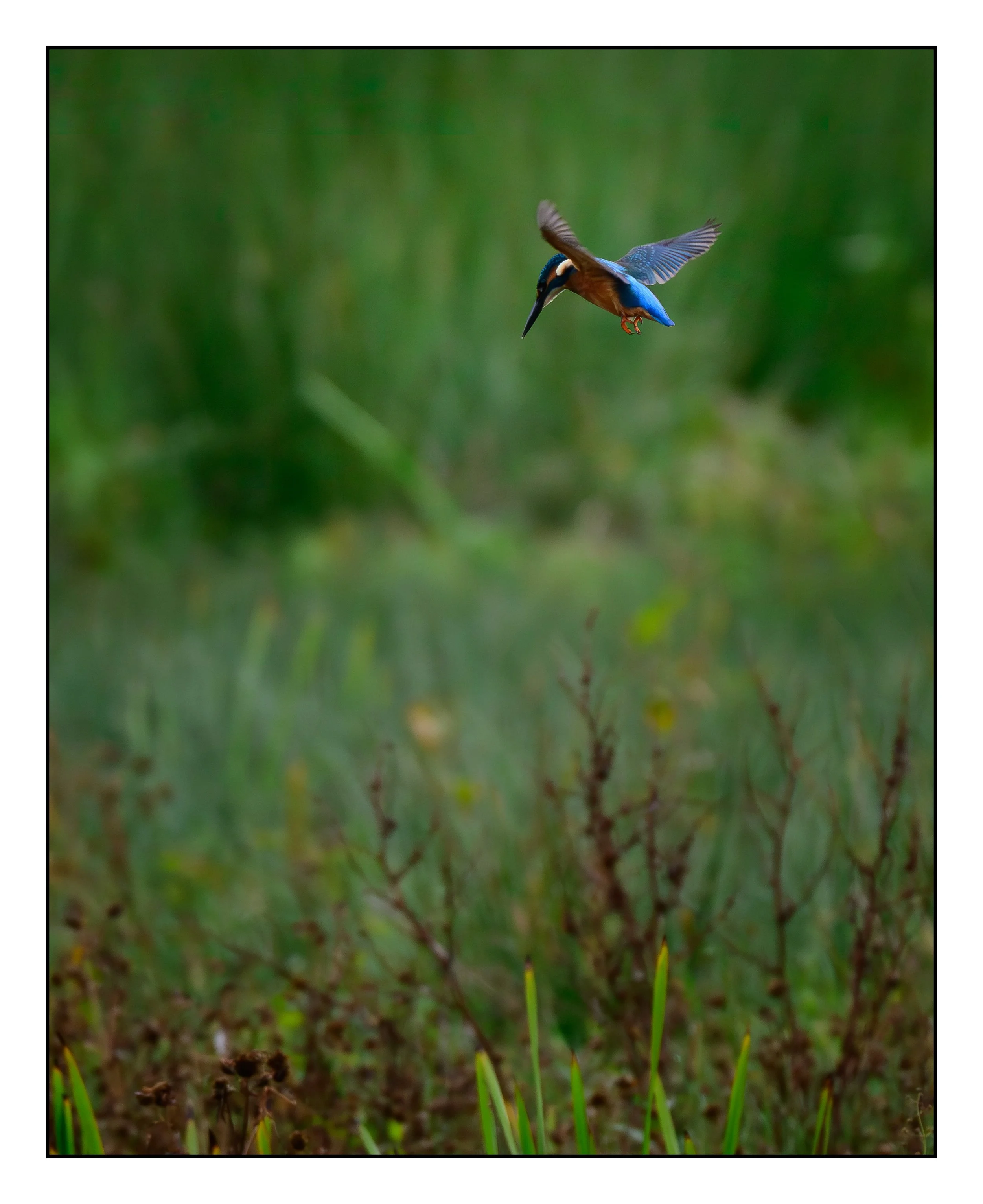 Kingfisher