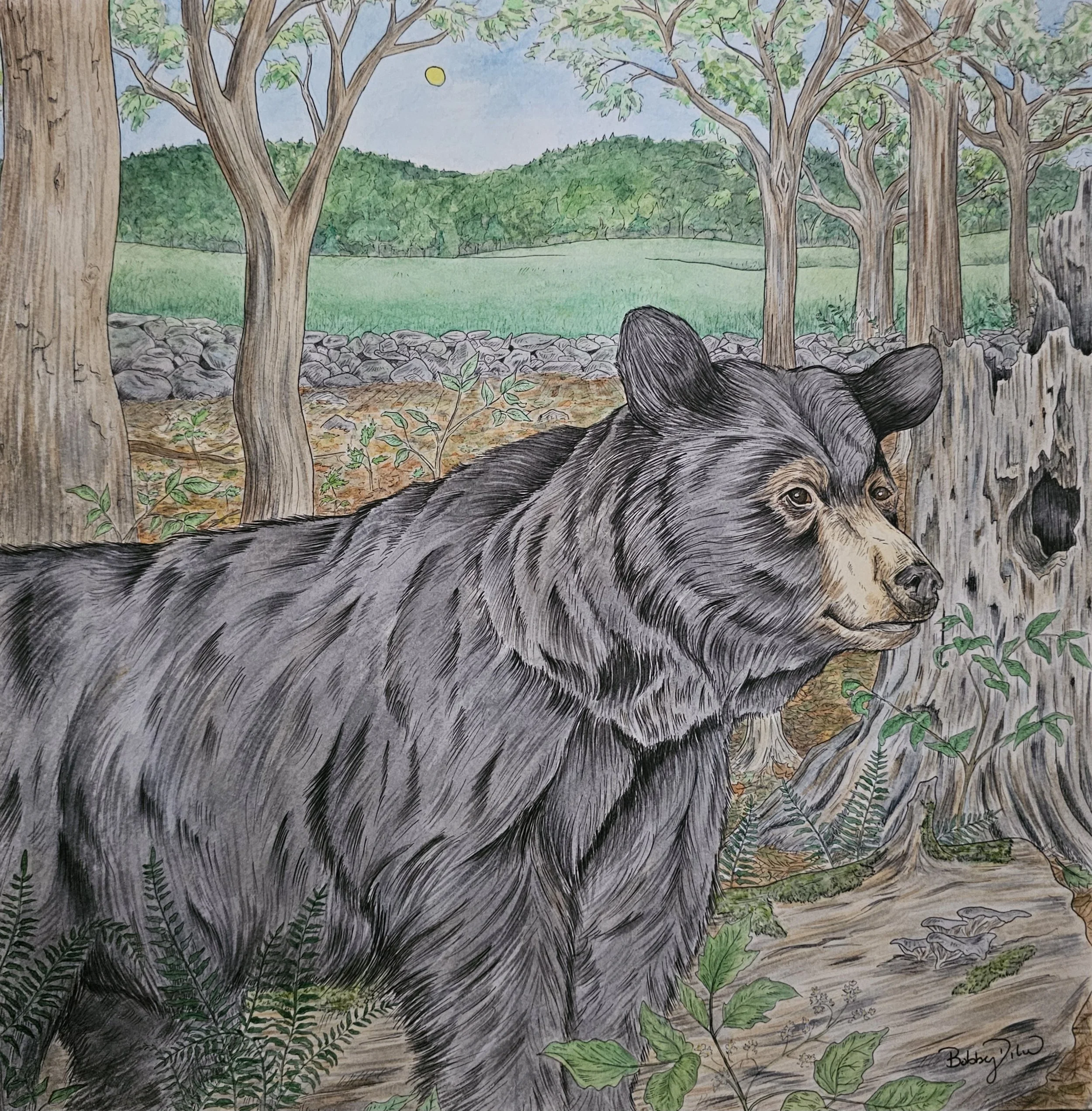 black bear water color 12" x 12"