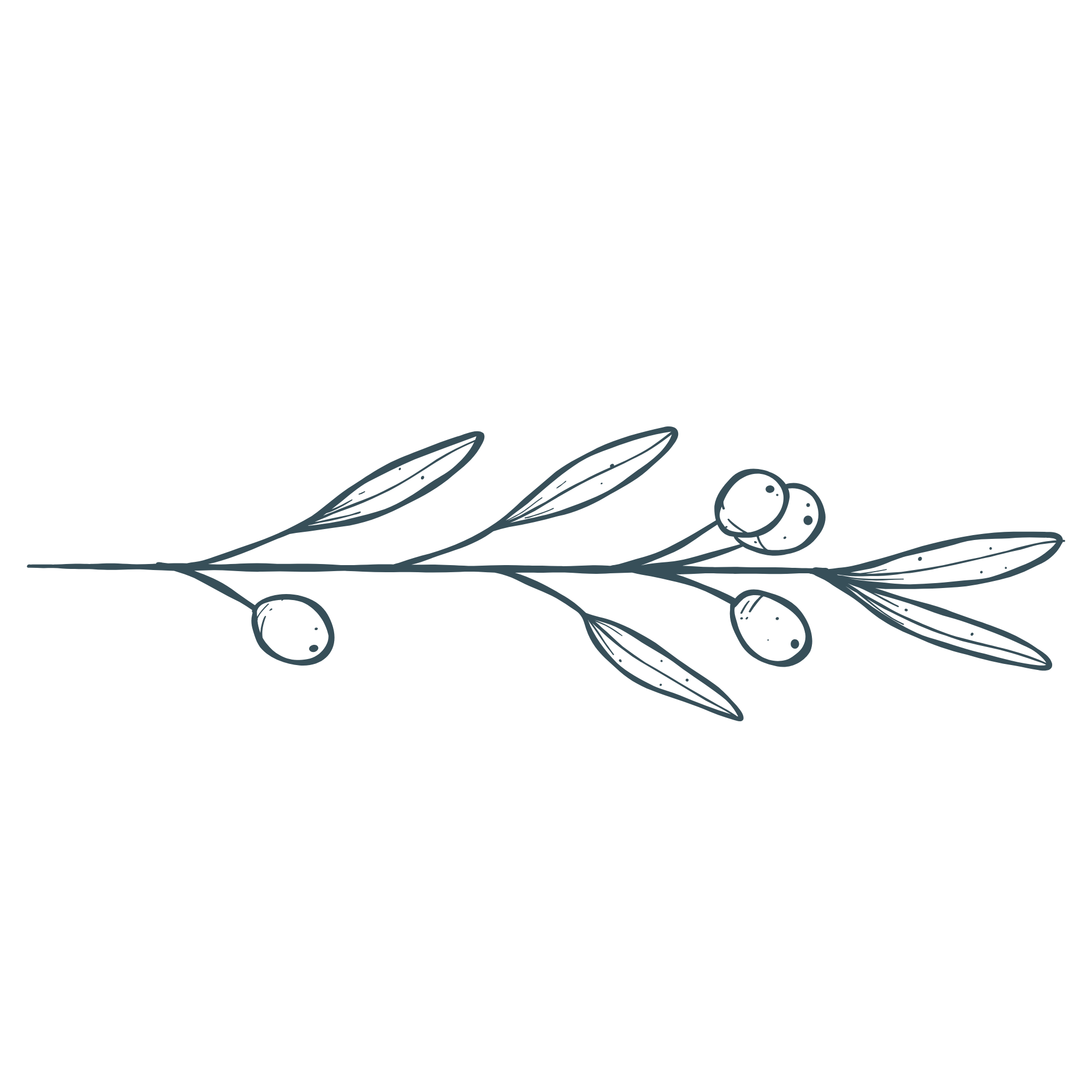 A black and white line drawing of a branch with leaves and berries.