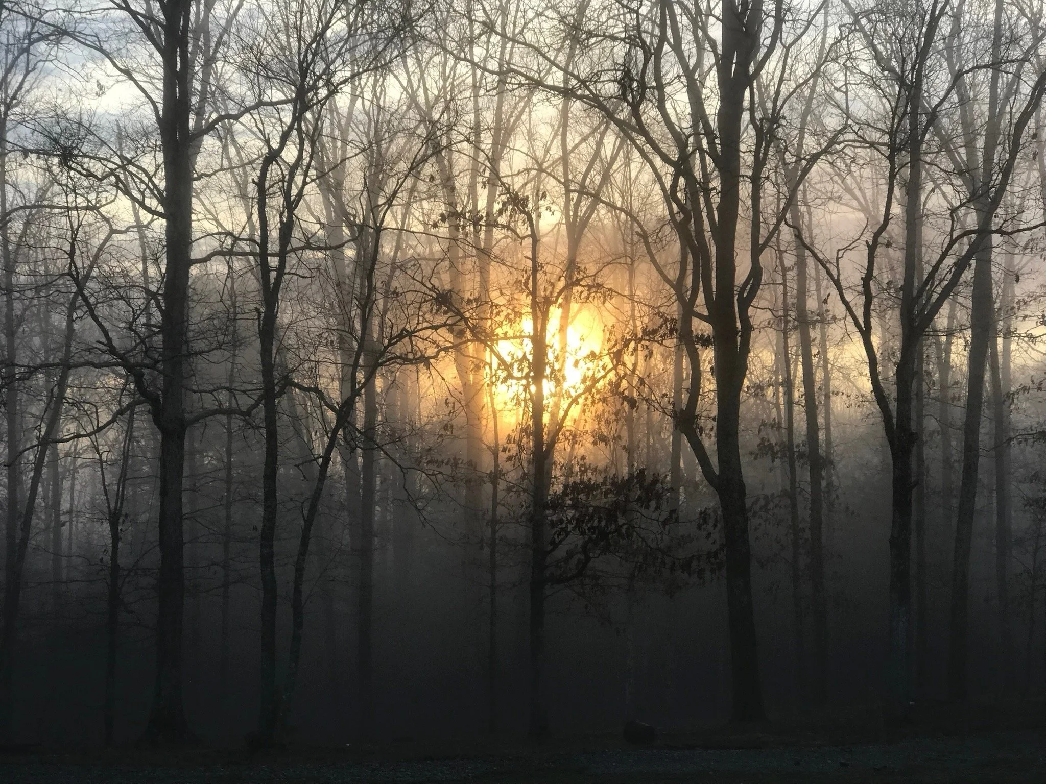 “Morning light breaking through the foggy forest at Fallon’s Branch Retreat.”
