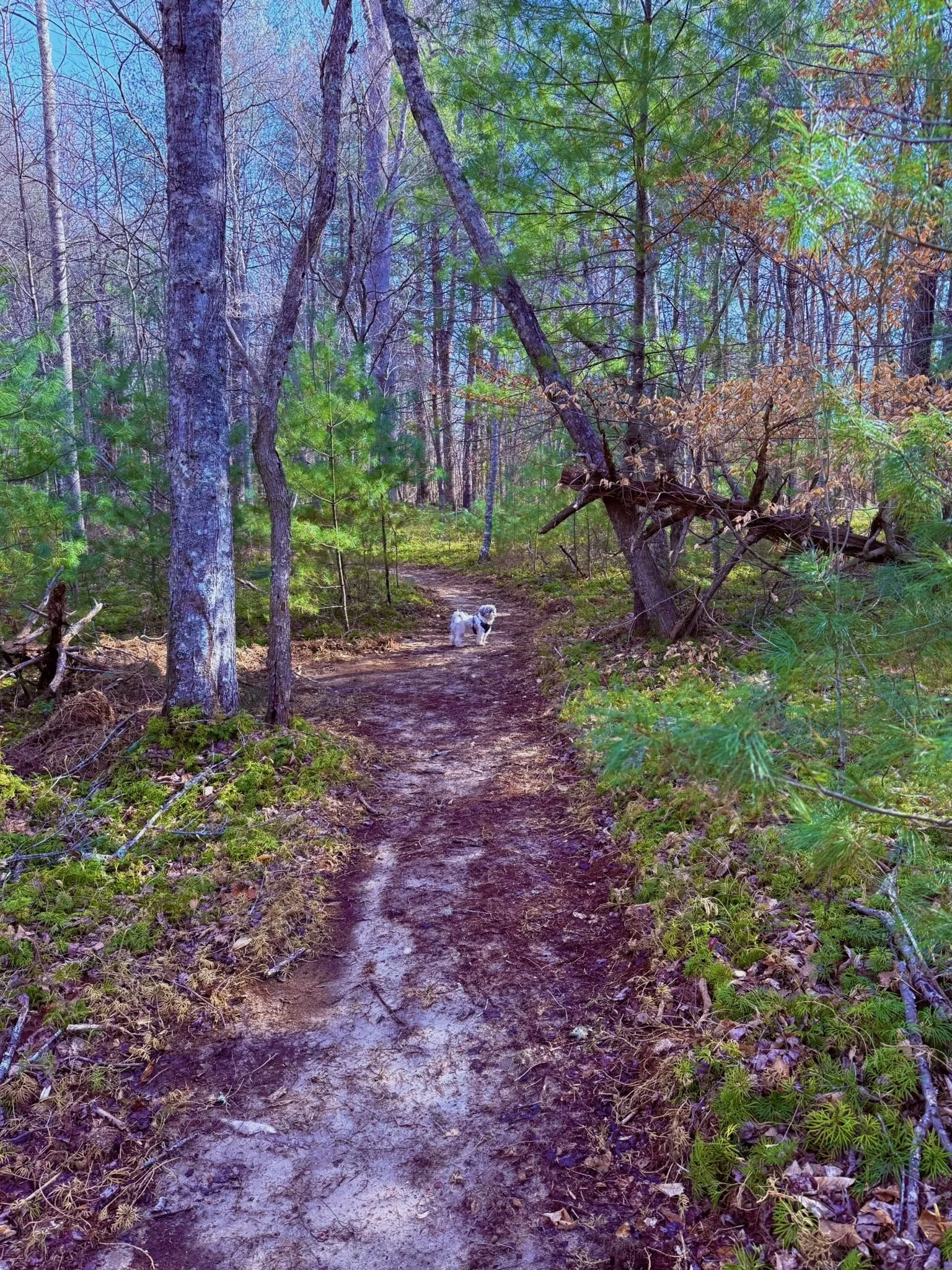 A dirt trail runs through a green forest with a small dog standing on the path.