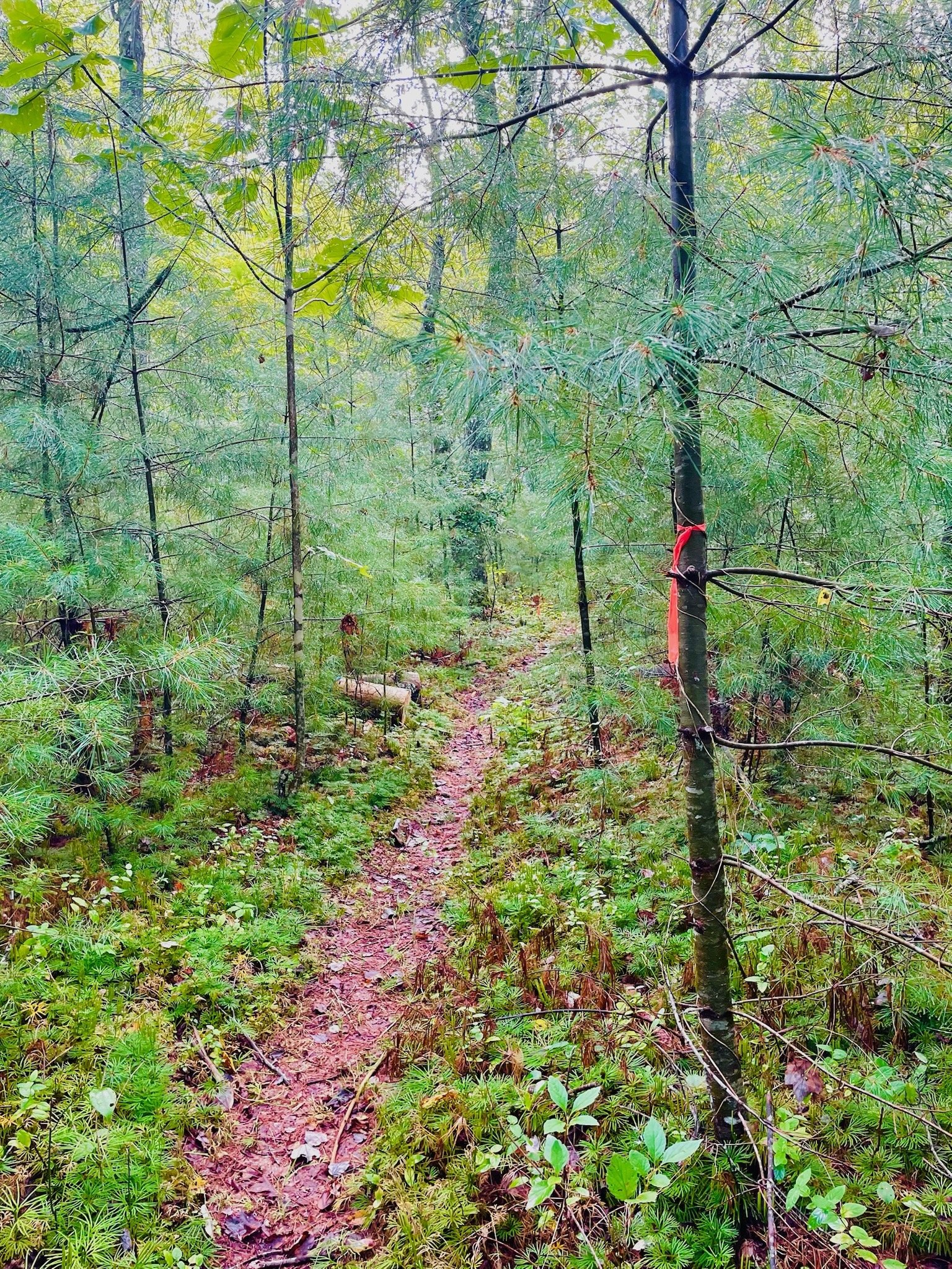 “Kellogg’s Crack hiking trail winding through the forest near Rugby, Tennessee.”